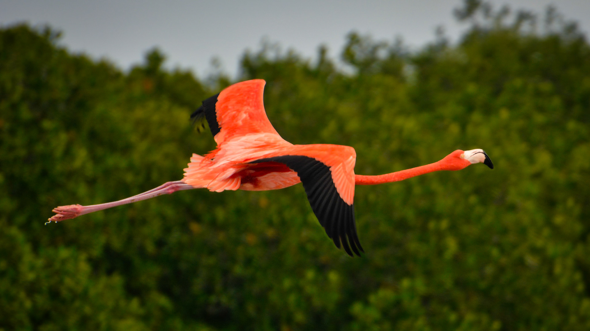 Flamant des Caraïbes (Phoenicopterus ruber) dans la Réserve de la Biosphère de Ría Lagartos, Yucatán, Mexique
