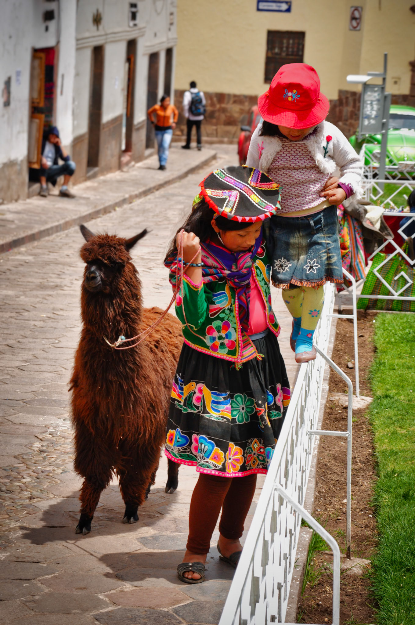 Lama dans les rues de Cuzco, Pérou