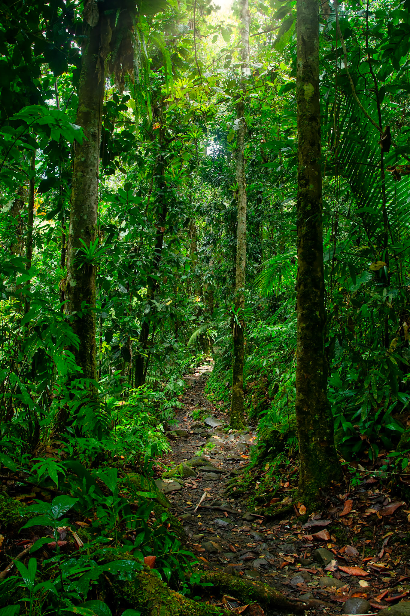 Forêt tropicale humide au coeur du Parc national de Guadeloupe