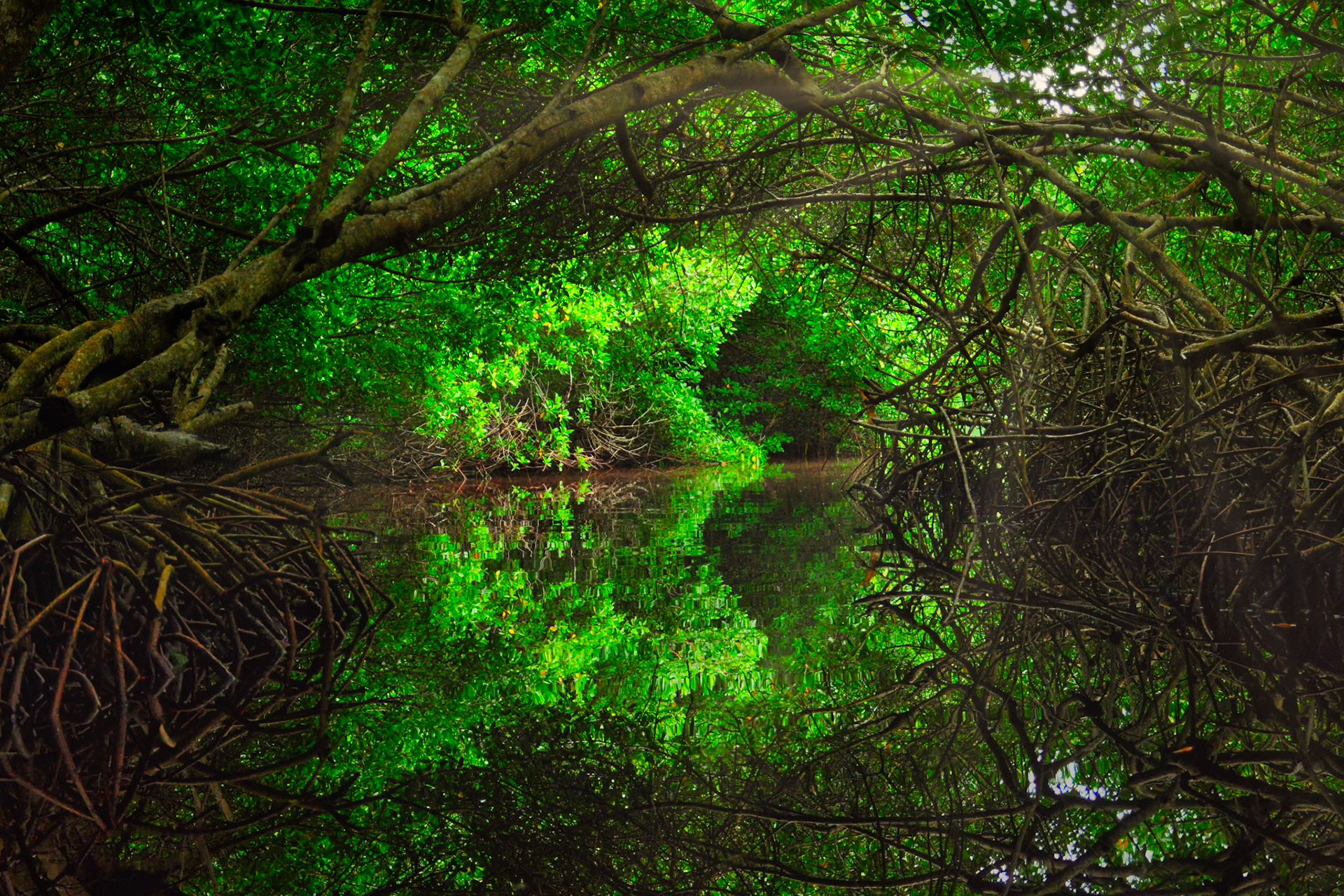 Tunnel de mangrove dans la Réserve de la Biosphère de Ría Celestún, Yucatán, Mexique