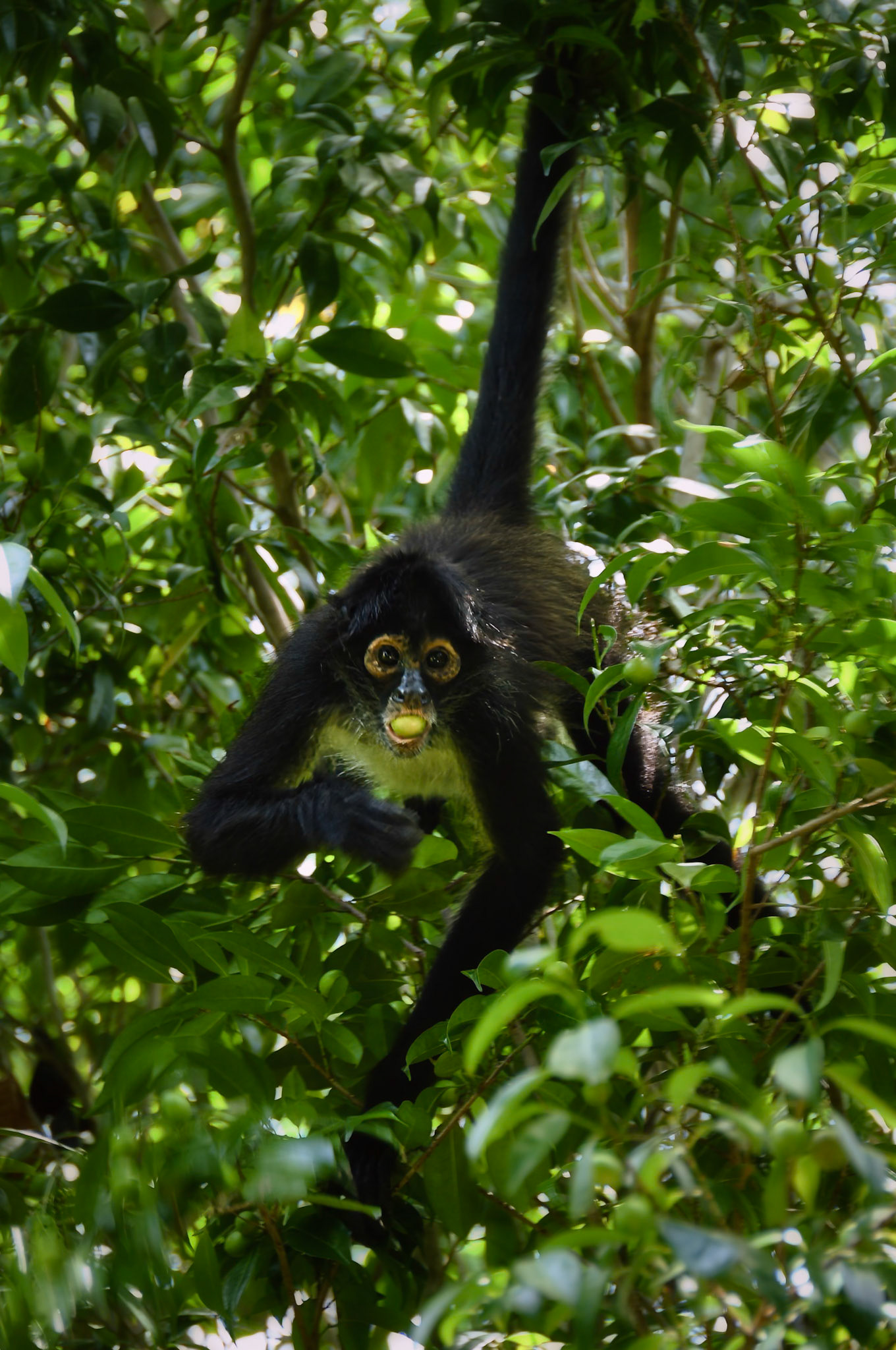 Singe araigné (Ateles geoffroyi yucatanensis), Péninsule du Yucatán, Mexique