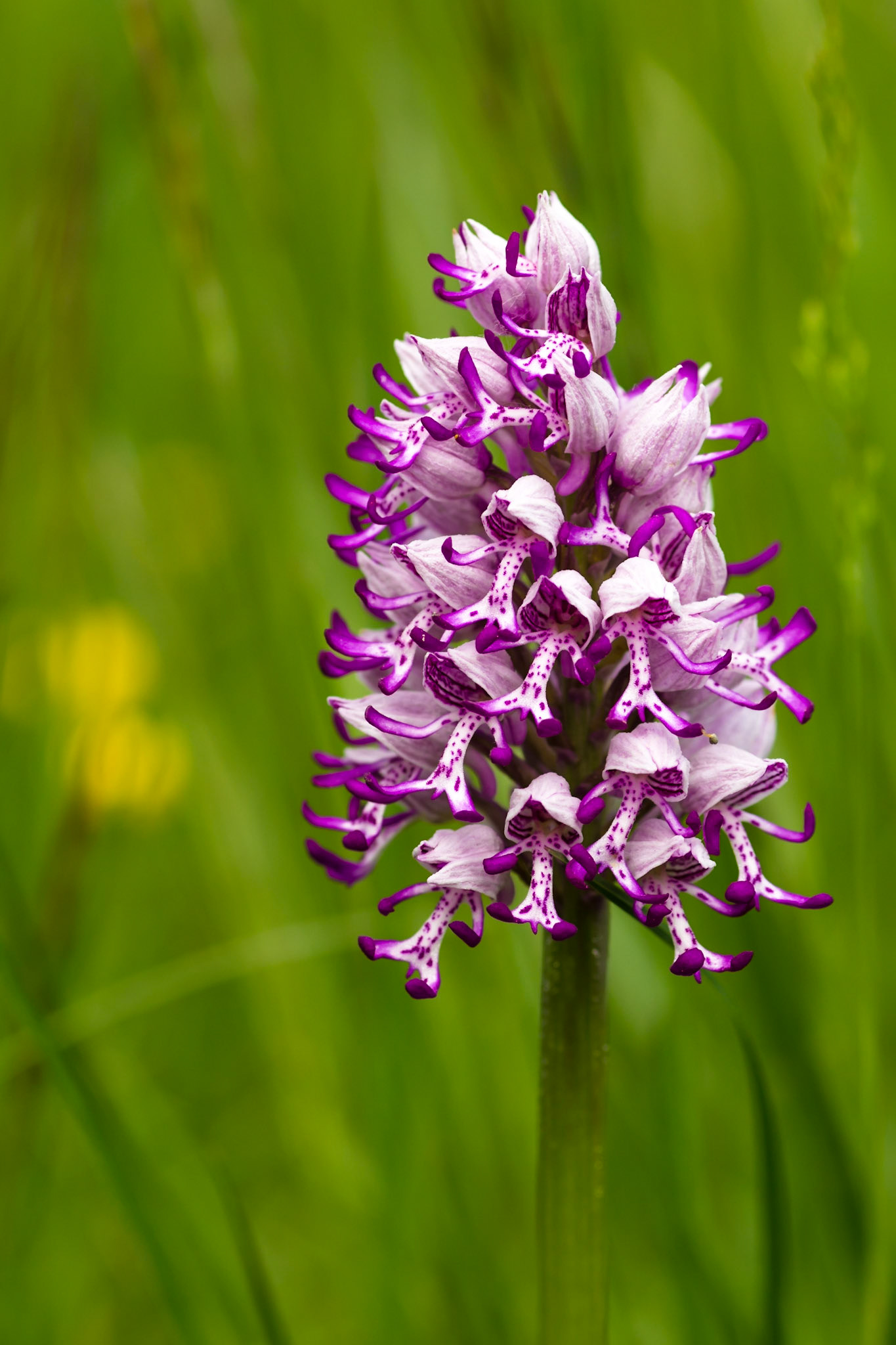 Orchis de Beyrich (Orchis × beyrichii) dans le parc de Miribel-Jonage, Rhône, France