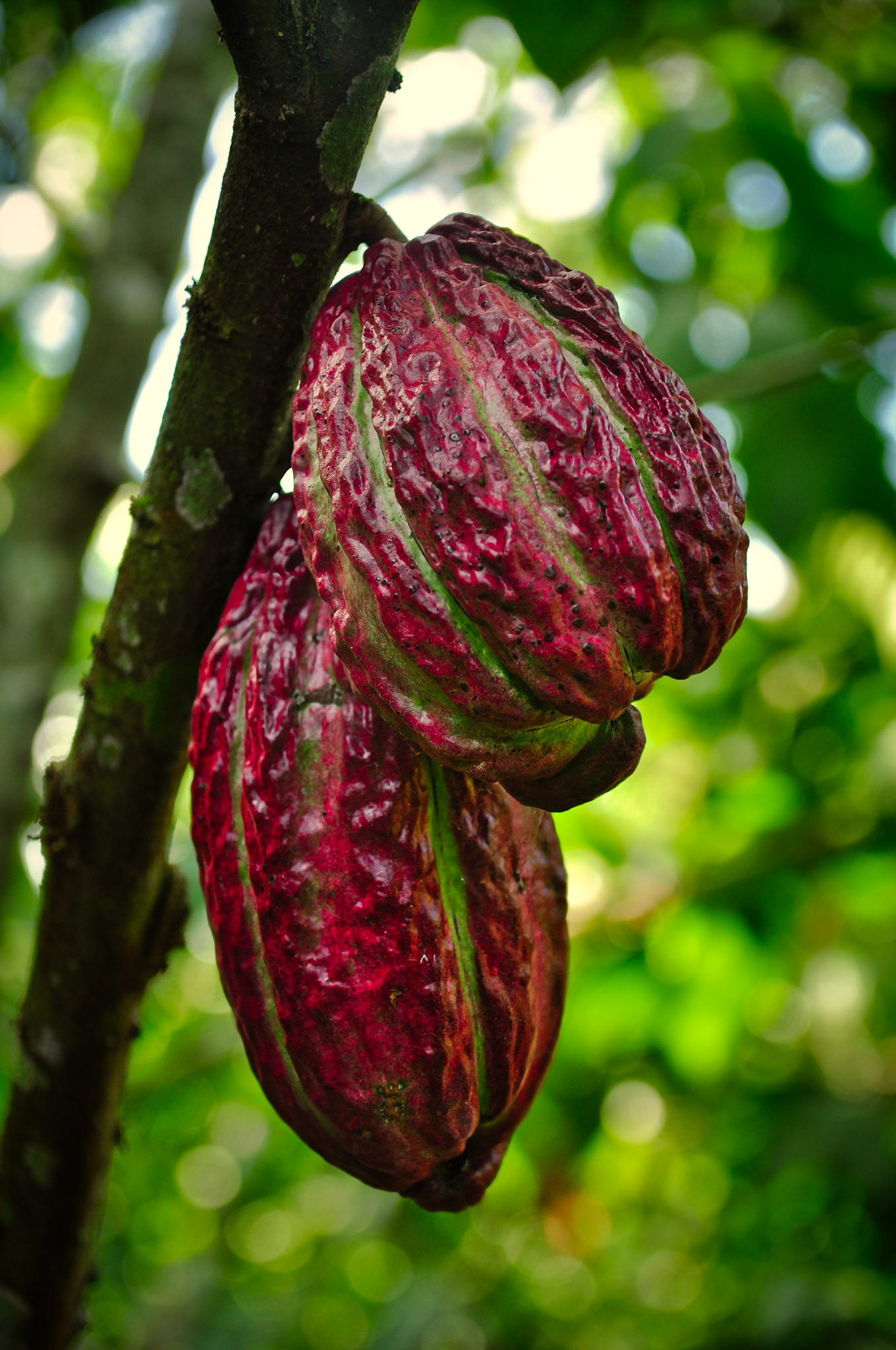 Cabosse de cacao, San Martín, Pérou