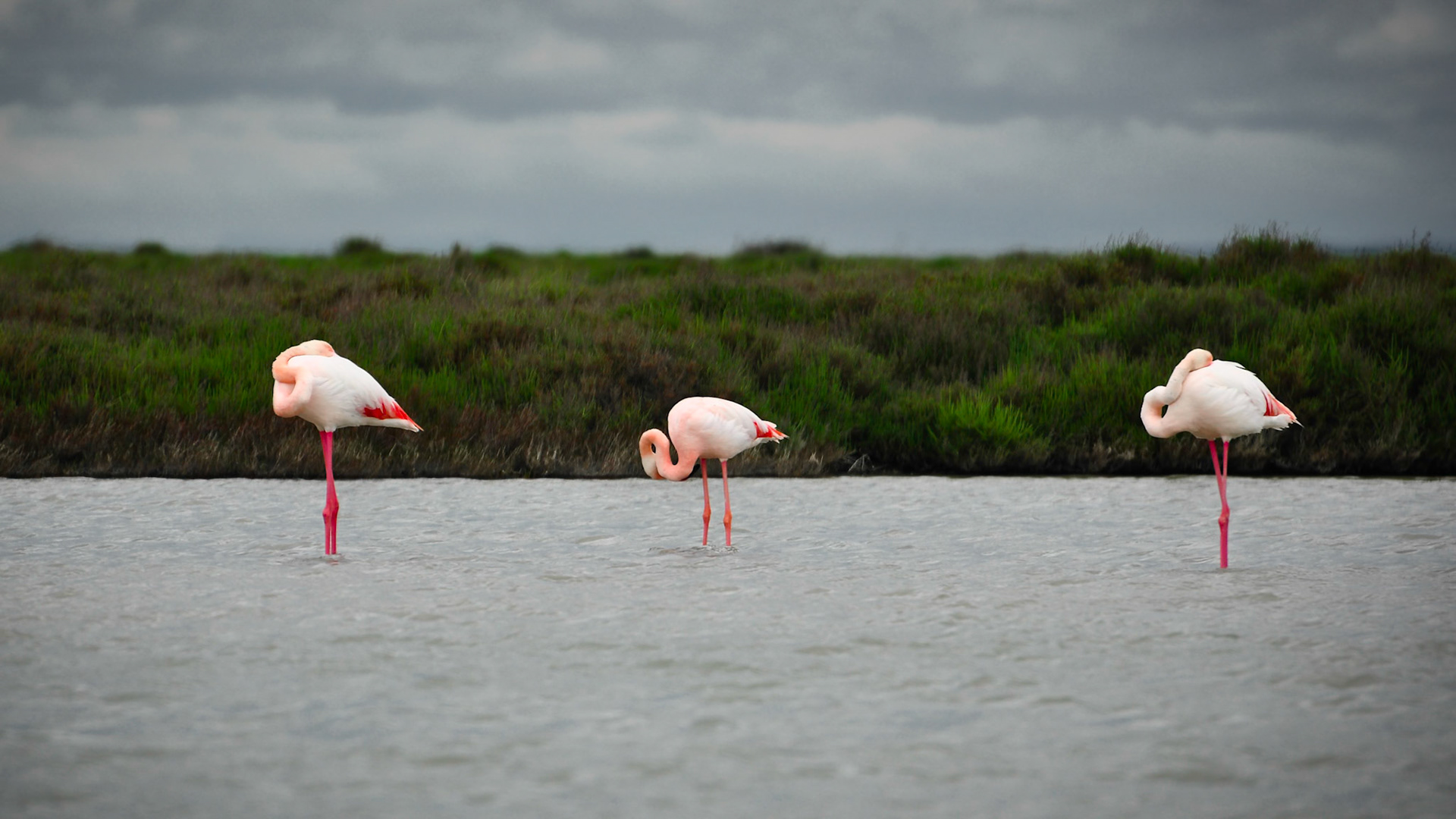 Flamants roses (Phoenicopterus roseus) dans la Réserve nationale de la Camargue, France