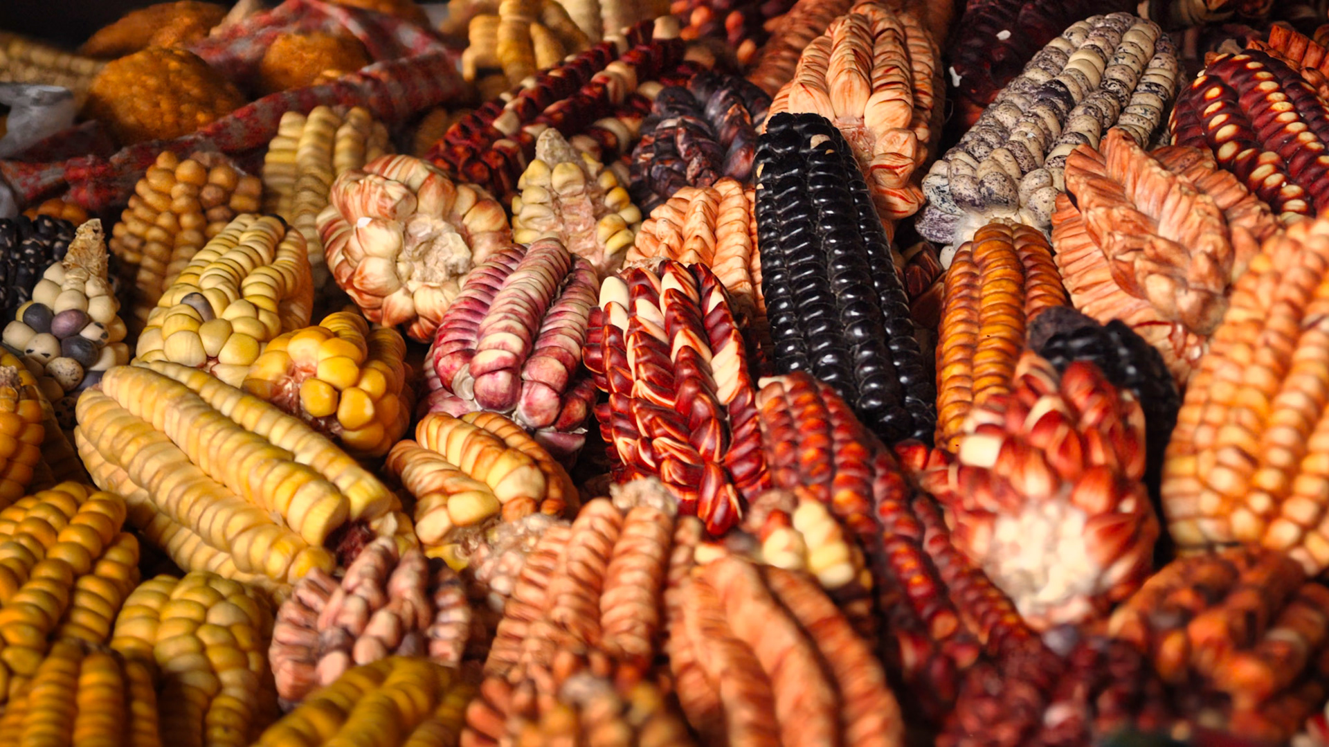 Différentes variétés de maïs sur le marché de San Pedro à Cuzco, Pérou