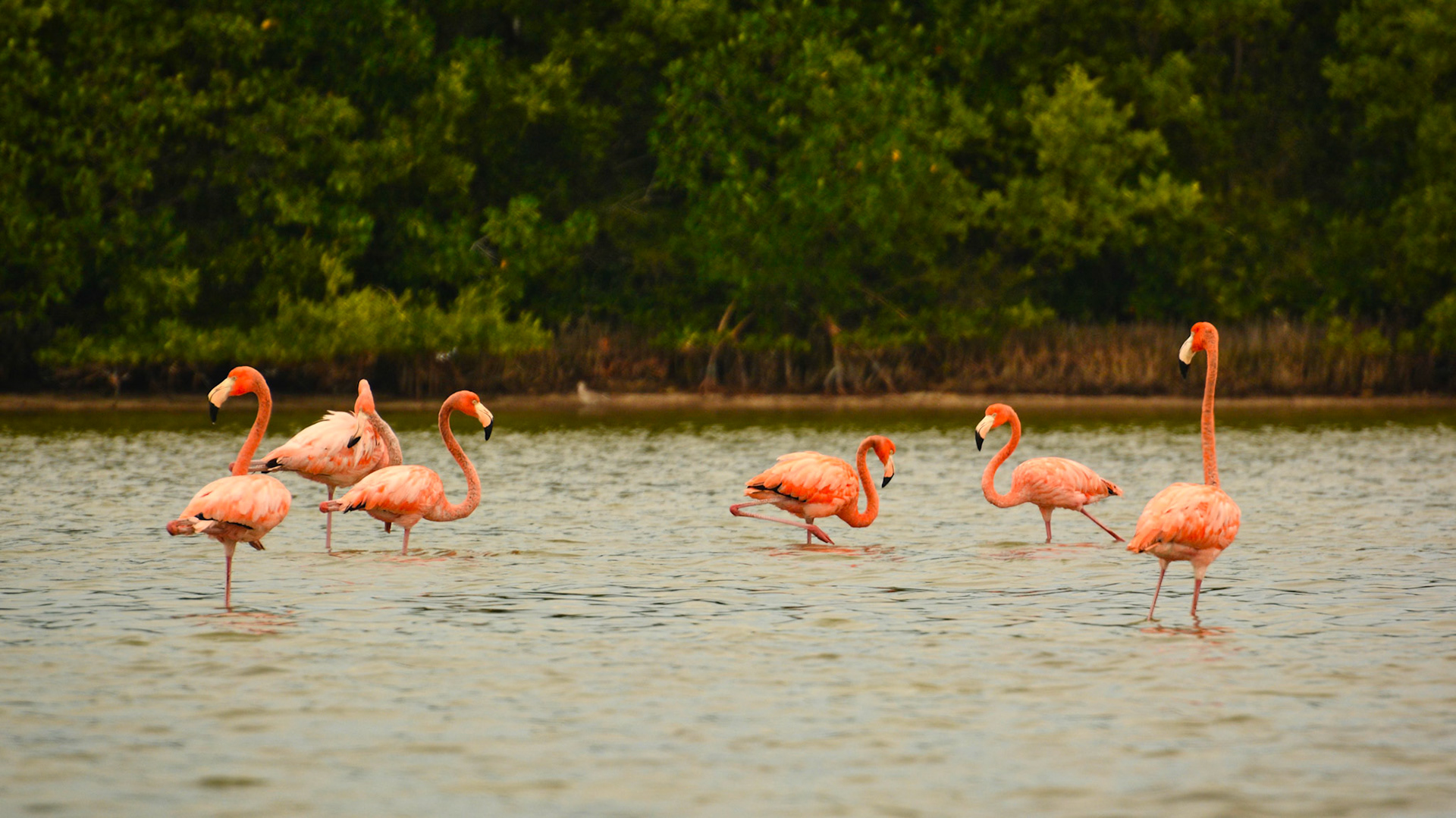 Flamants des Caraïbes (Phoenicopterus ruber) dans la Réserve de la Biosphère de Ría Lagartos, Yucatán, Mexique