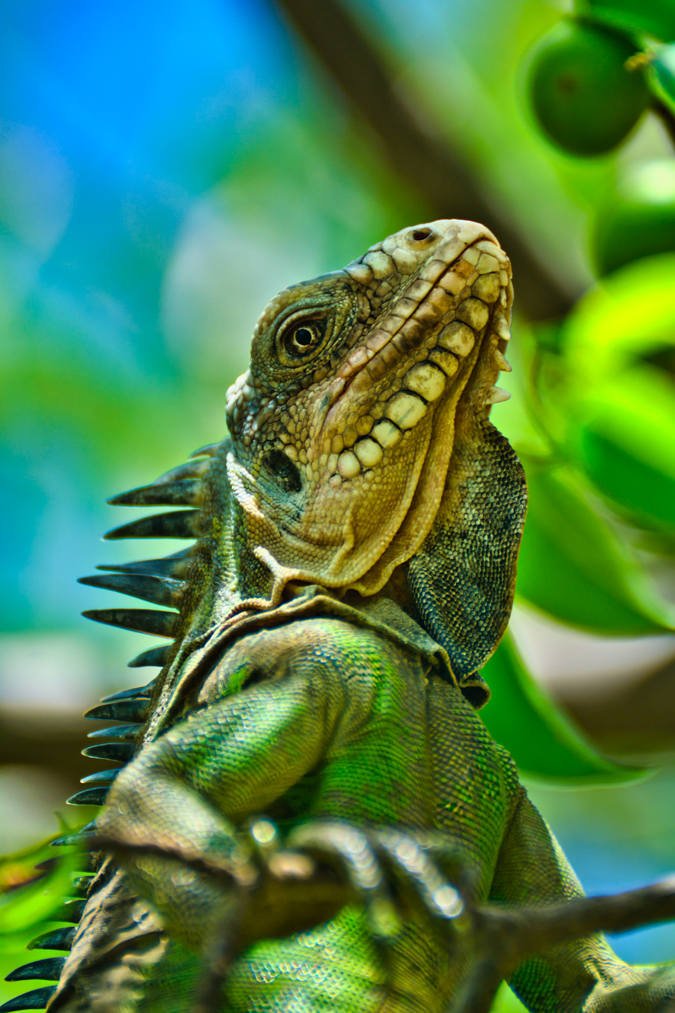 Iguane des petites Antilles (Iguana delicatissima), Réserve naturelle nationale des Îles de Petite Terre, Guadeloupe