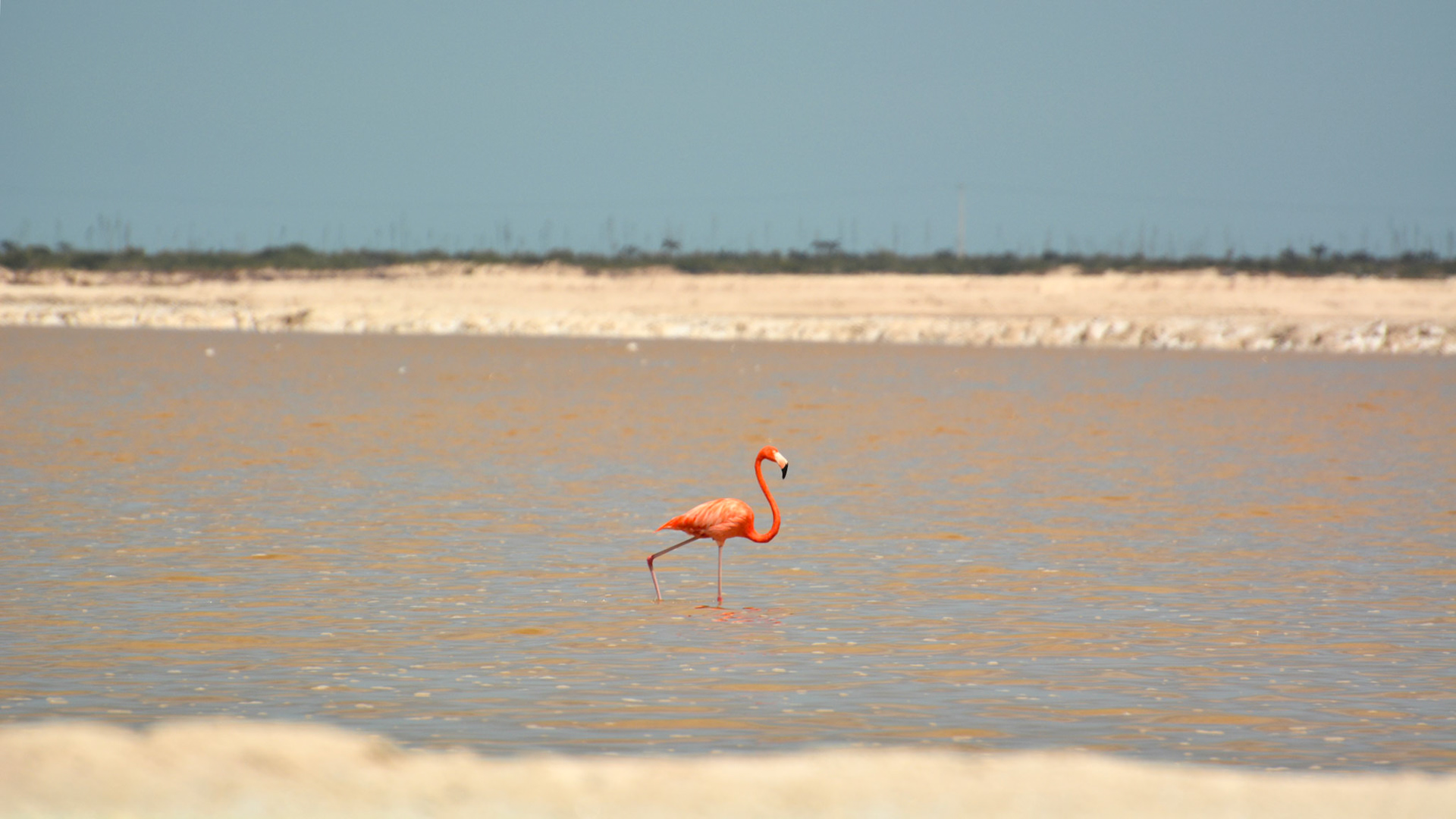 Flamant des Caraïbes (Phoenicopterus ruber) dans les salines de Las Coloradas, de la Réserve de la Biosphère de Ría Lagartos, Yucatán, Mexique