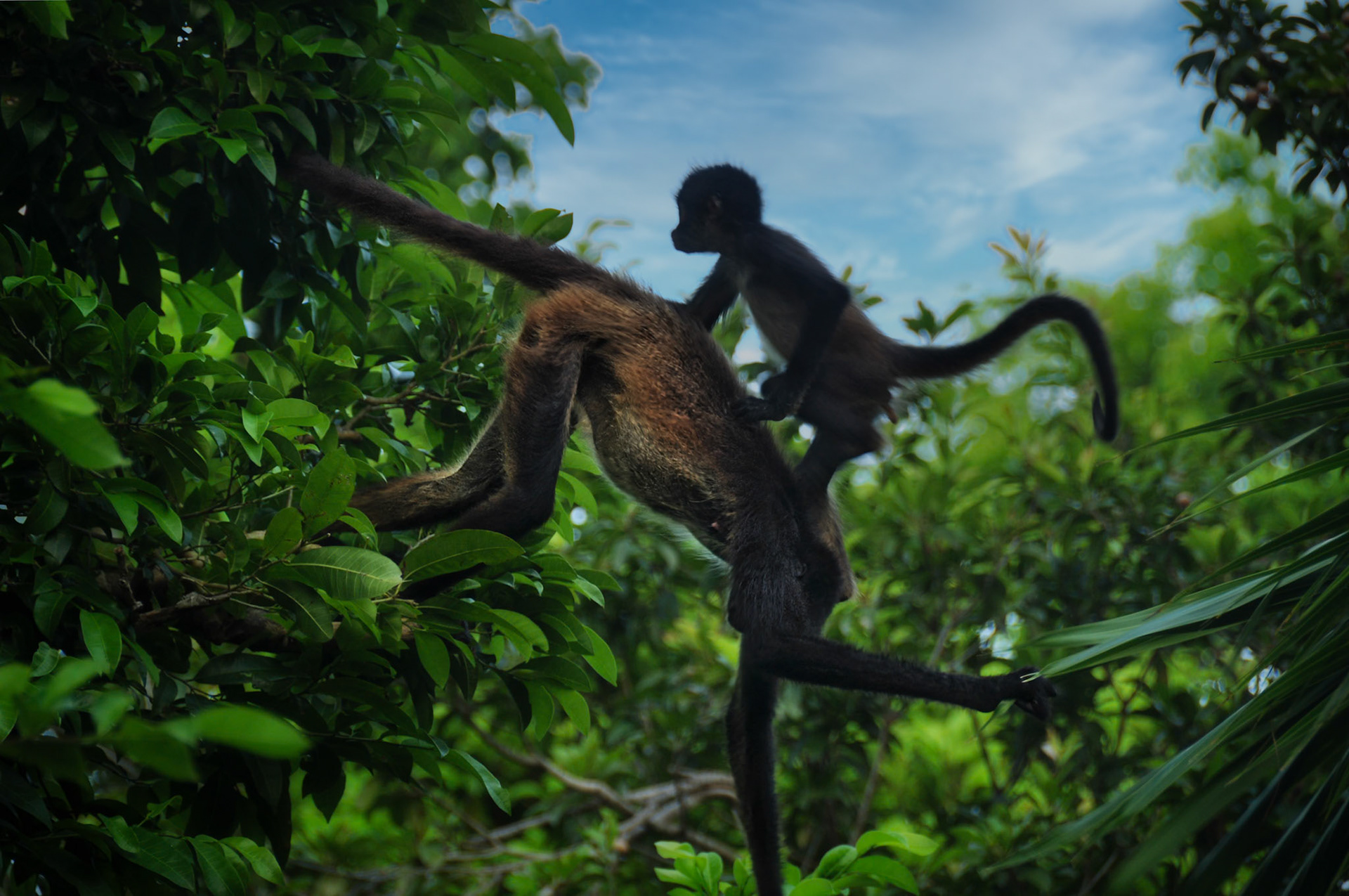 Singe araigné (Ateles geoffroyi yucatanensis), Péninsule du Yucatán, Mexique