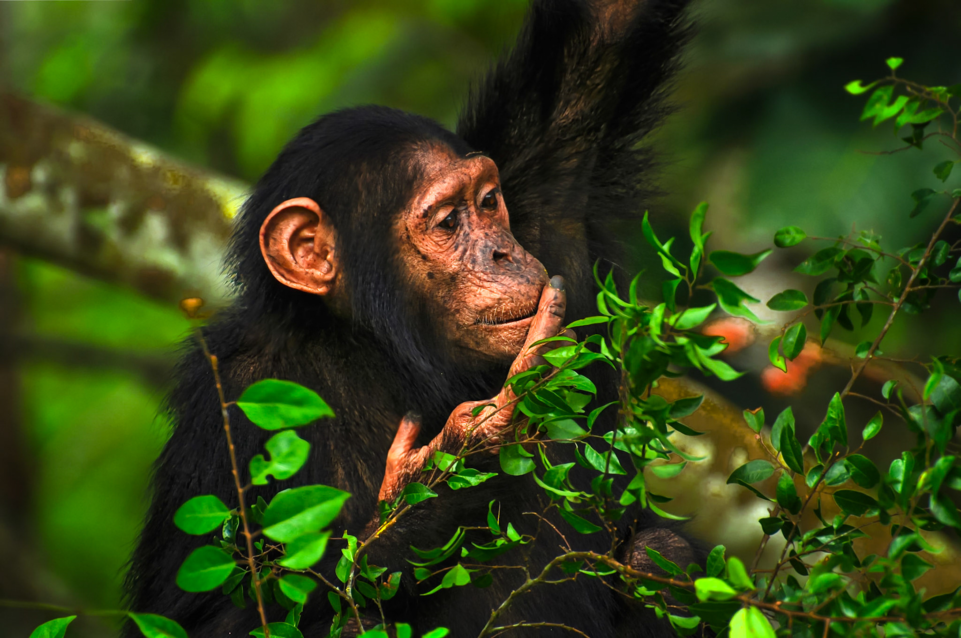 Chimpanzé (Pan troglodytes) dans le parc de la Lékédi au Gabon