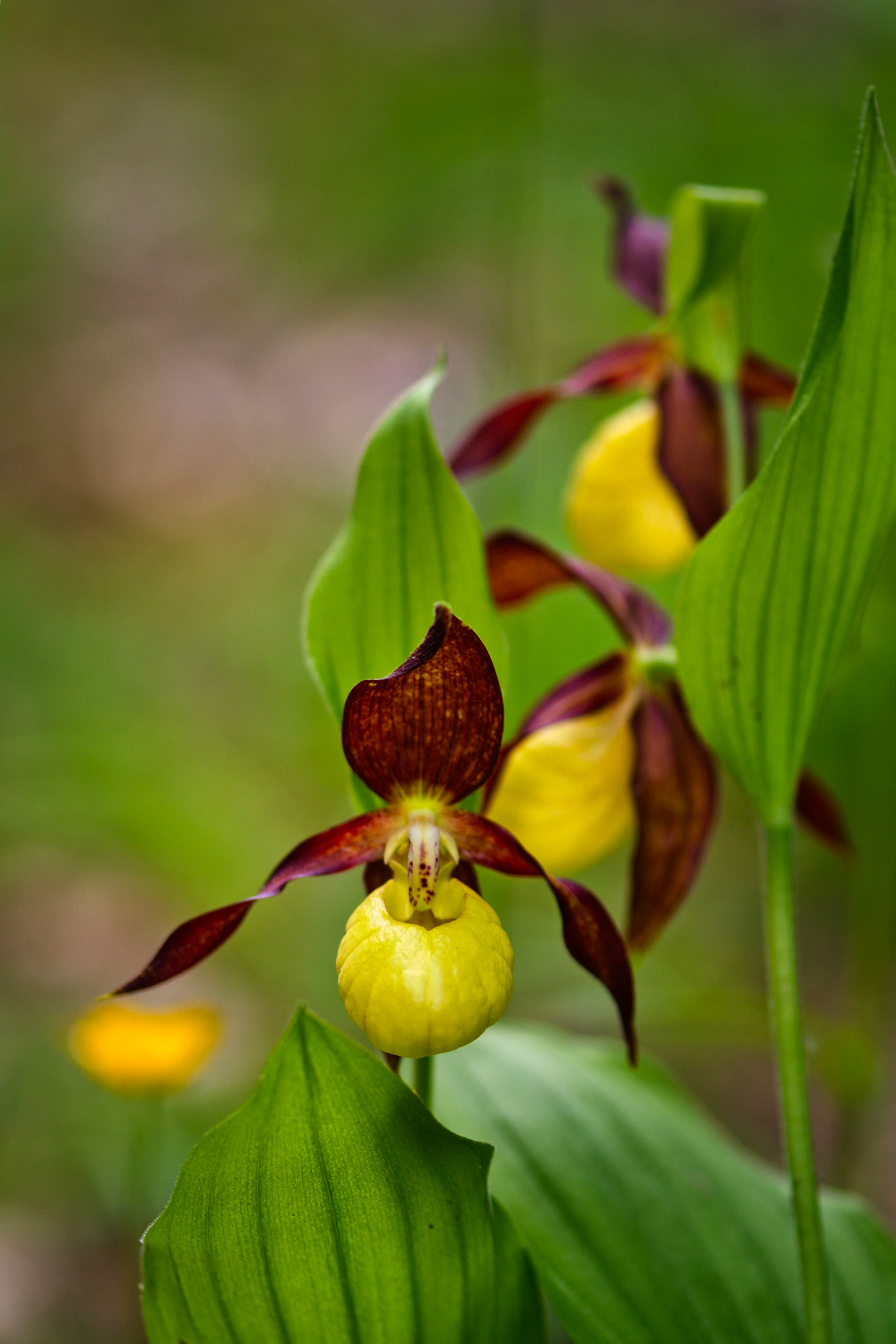 Sabot-de-Vénus d'Europe (Cypripedium calceolus) près du Mont Aiguille en Isère, France