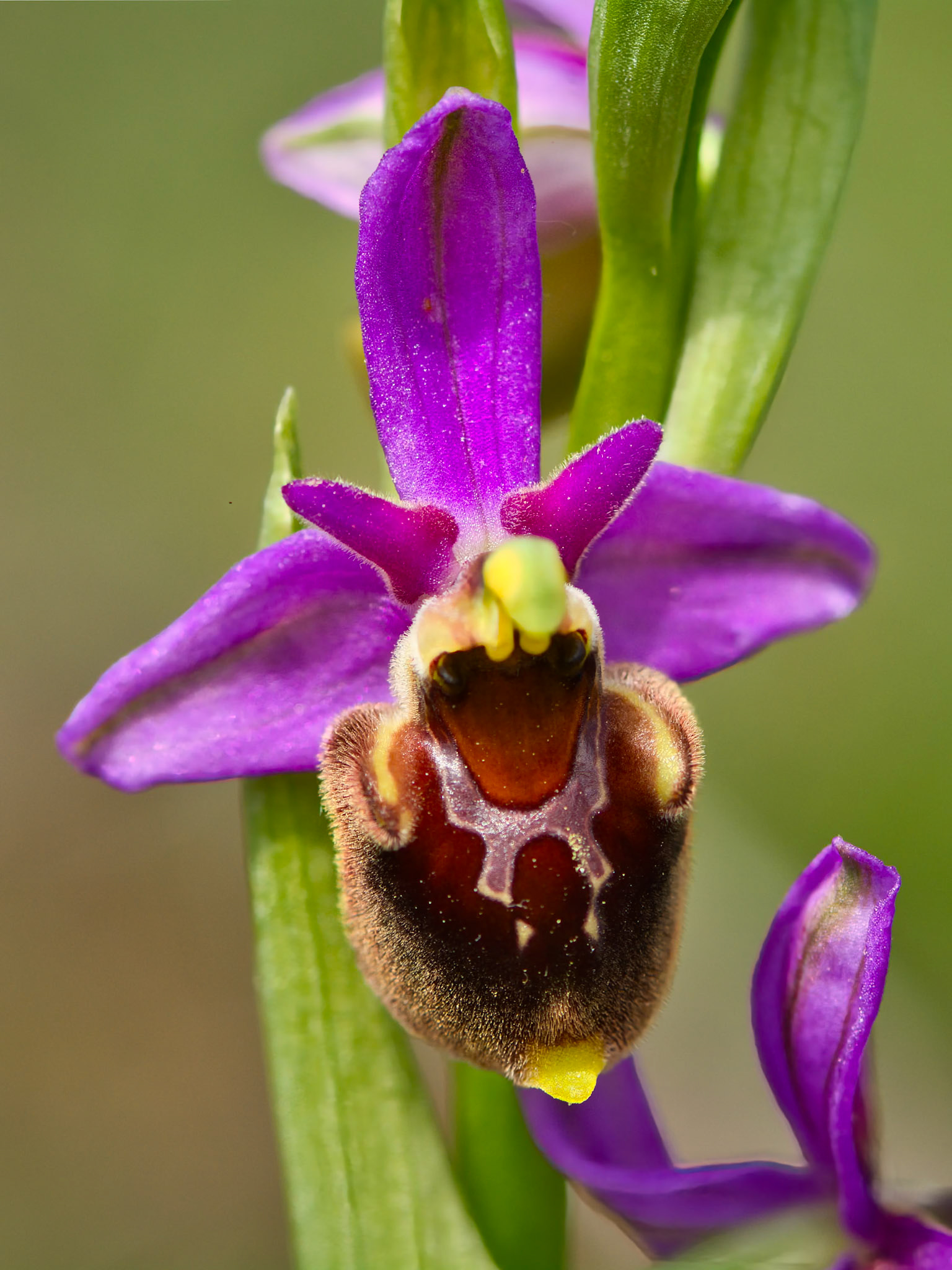 Ophrys bourdon précoce (Ophrys fuciflora ssp. fuciflora) sur les pelouses sèches du parc de Miribel-Jonage près de Lyon, Rhône, France