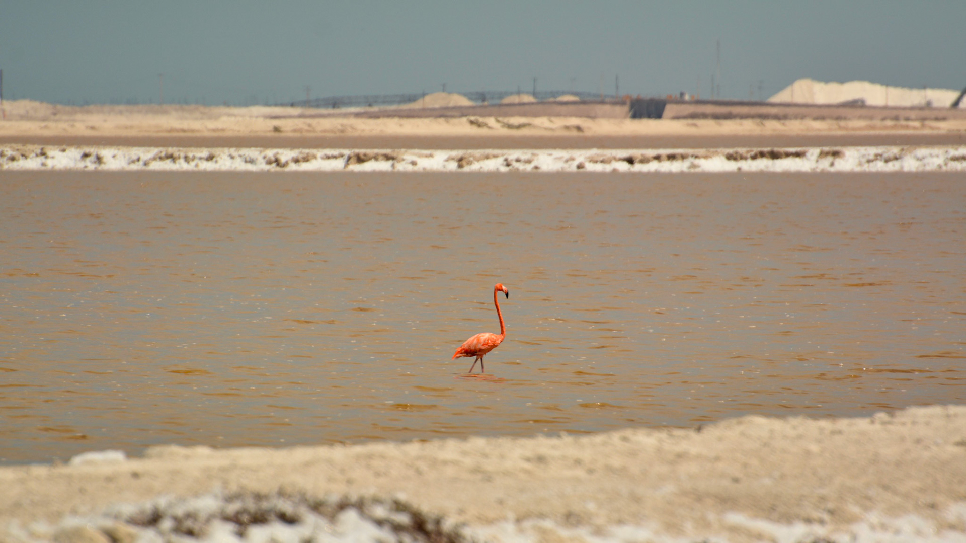 Flamant des Caraïbes (Phoenicopterus ruber) dans les salines de Las Coloradas, de la Réserve de la Biosphère de Ría Lagartos, Yucatán, Mexique