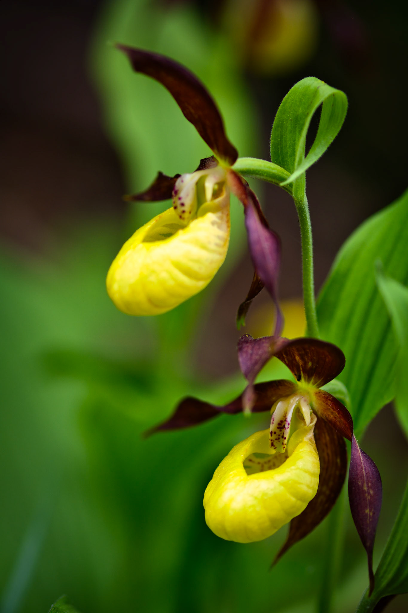 Sabot-de-Vénus d'Europe (Cypripedium calceolus) près du Mont Aiguille en Isère, France