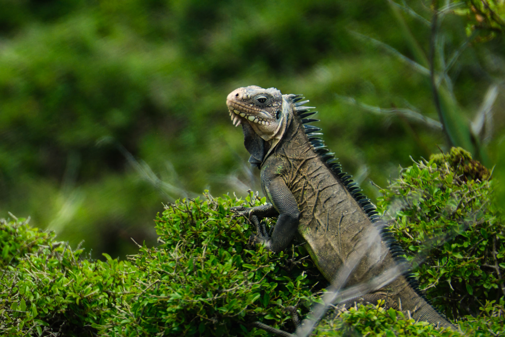 Iguane des petites Antilles (Iguana delicatissima), Réserve naturelle nationale des Îles de Petite Terre, Guadeloupe