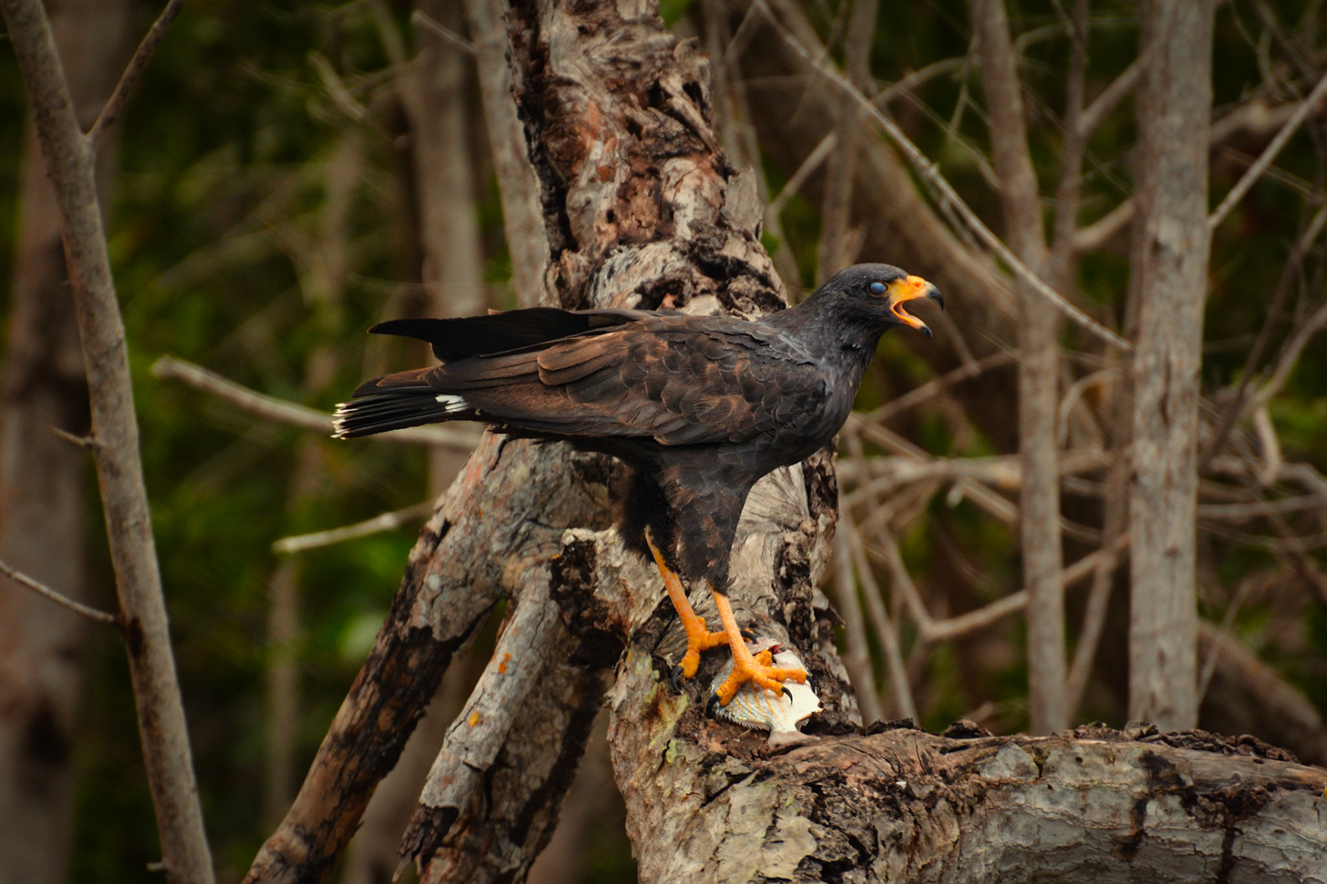 Buse noire (Buteogallus anthracinus) dans la Réserve de la Biosphère de Ría Lagartos, Yucatán, Mexique