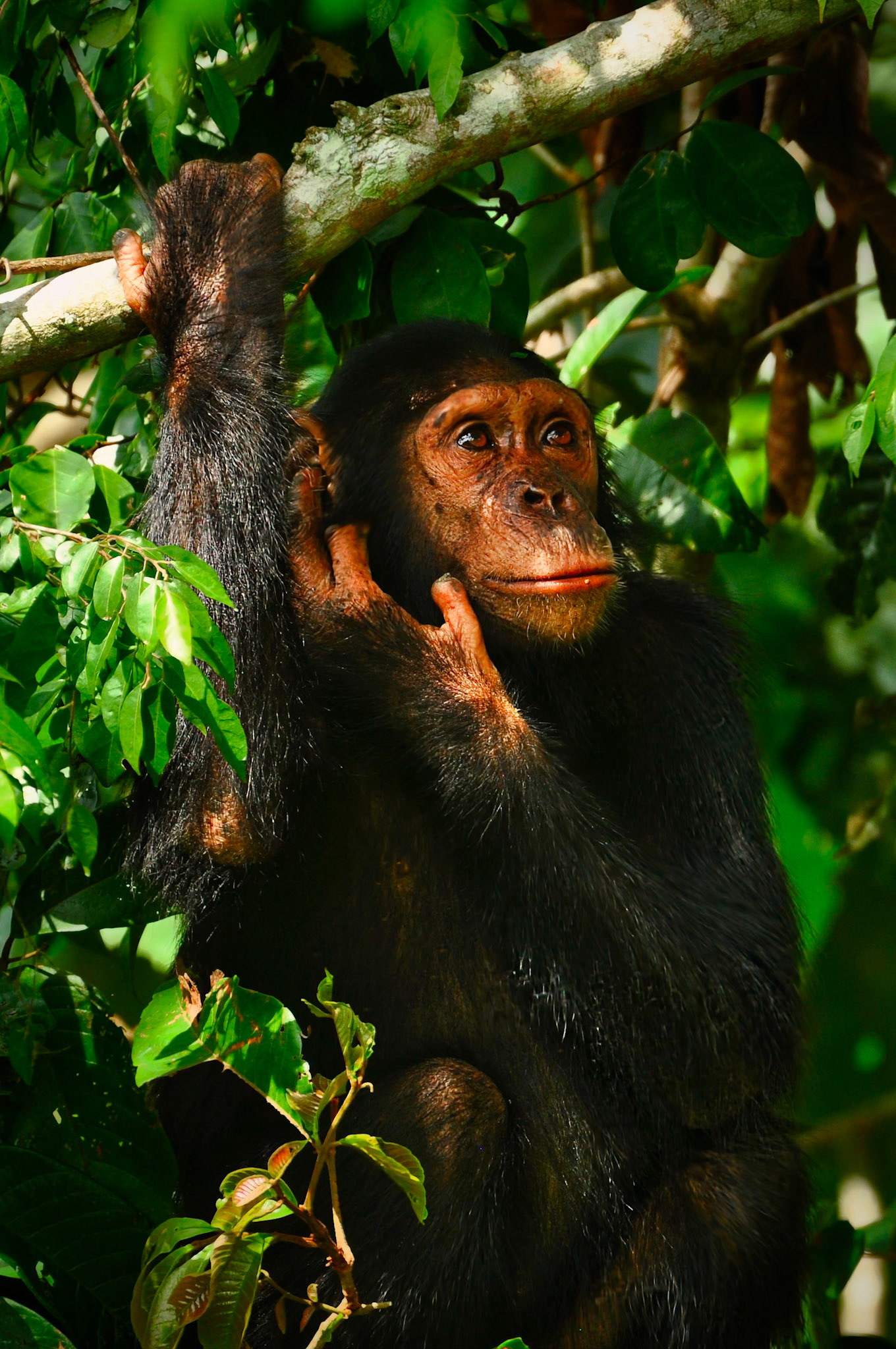 Chimpanzé (Pan troglodytes) dans le parc de la Lékédi au Gabon