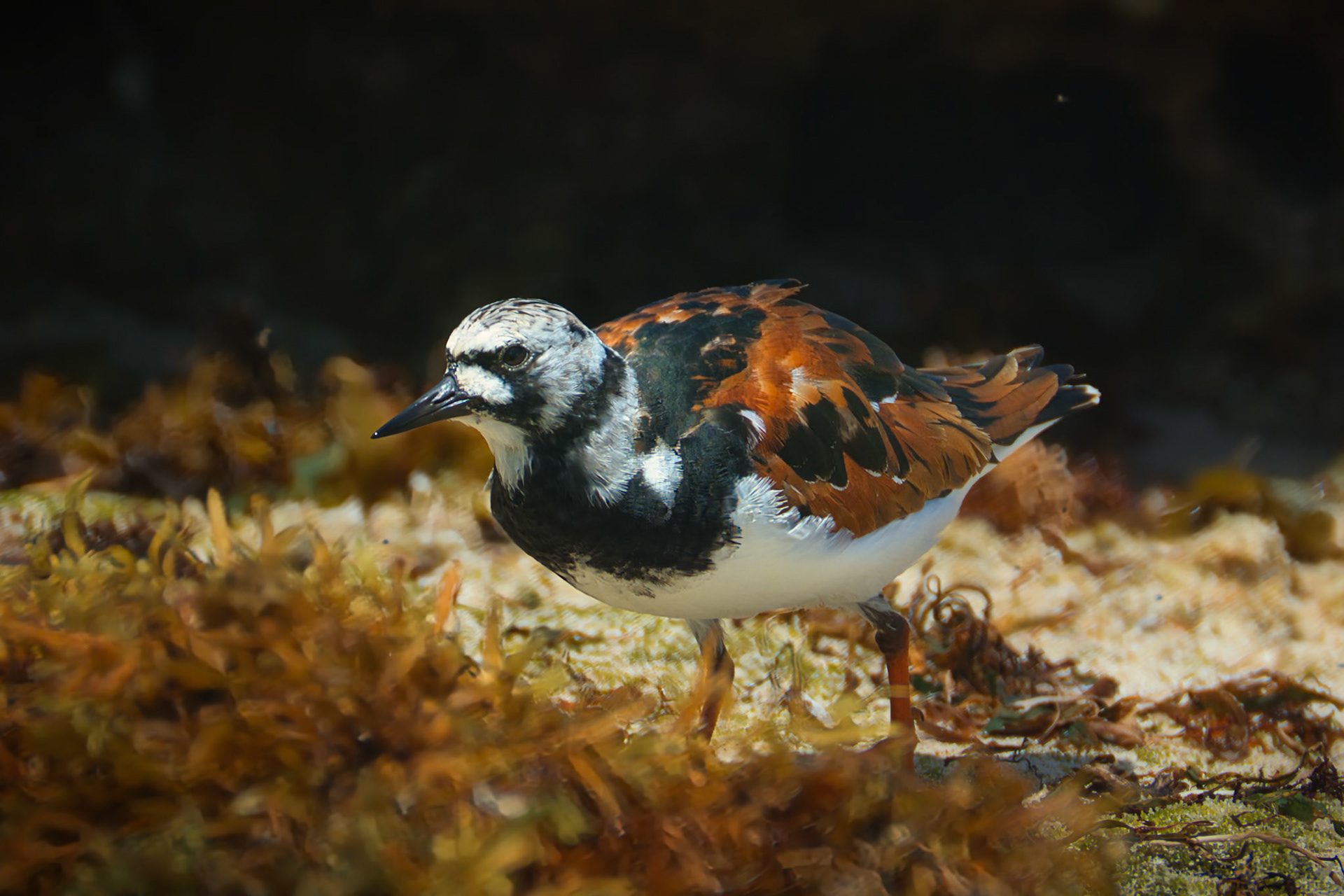 Tournepierre à collier (Arenaria interpres) dans la Réserve naturelle nationale des Îles de Petite Terre en Guadeloupe