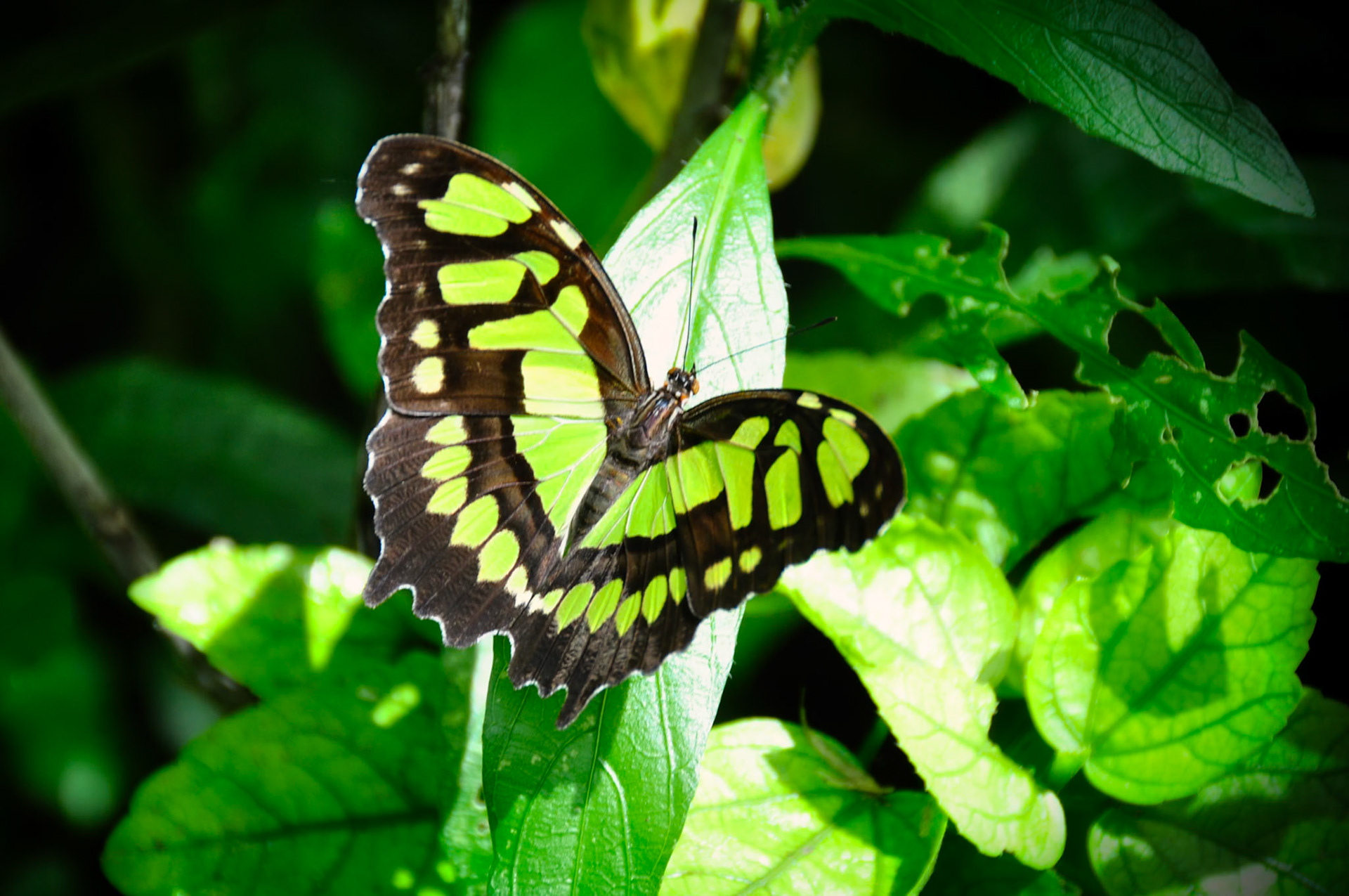 Malachite (Siproeta stelenes), Quintana Roo, Mexique