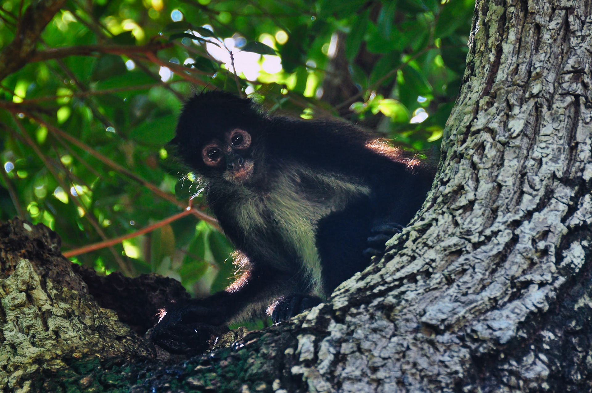 Singe araigné (Ateles geoffroyi yucatanensis), Péninsule du Yucatán, Mexique