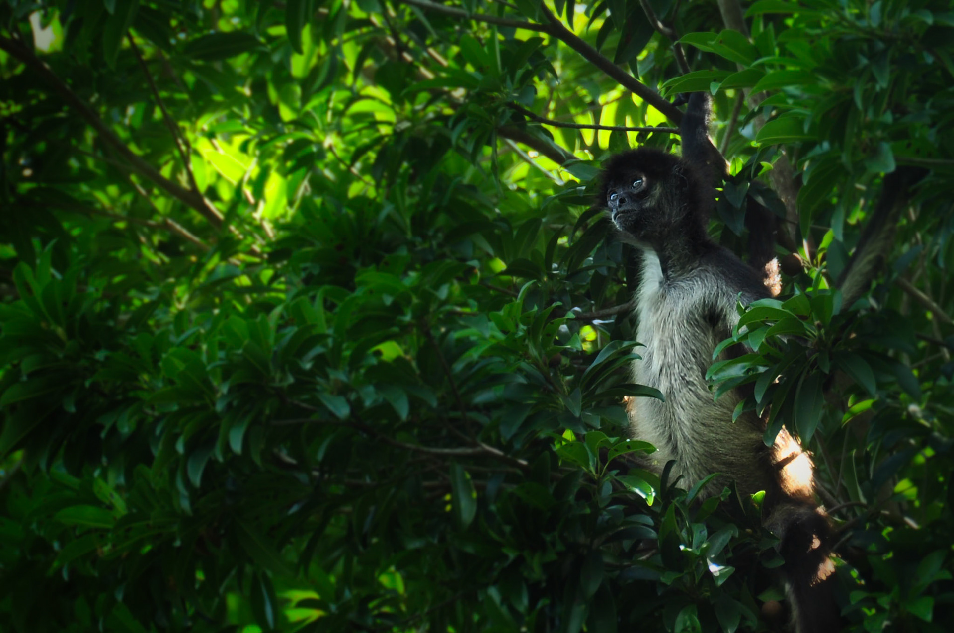 Singe araigné (Ateles geoffroyi yucatanensis), Péninsule du Yucatán, Mexique