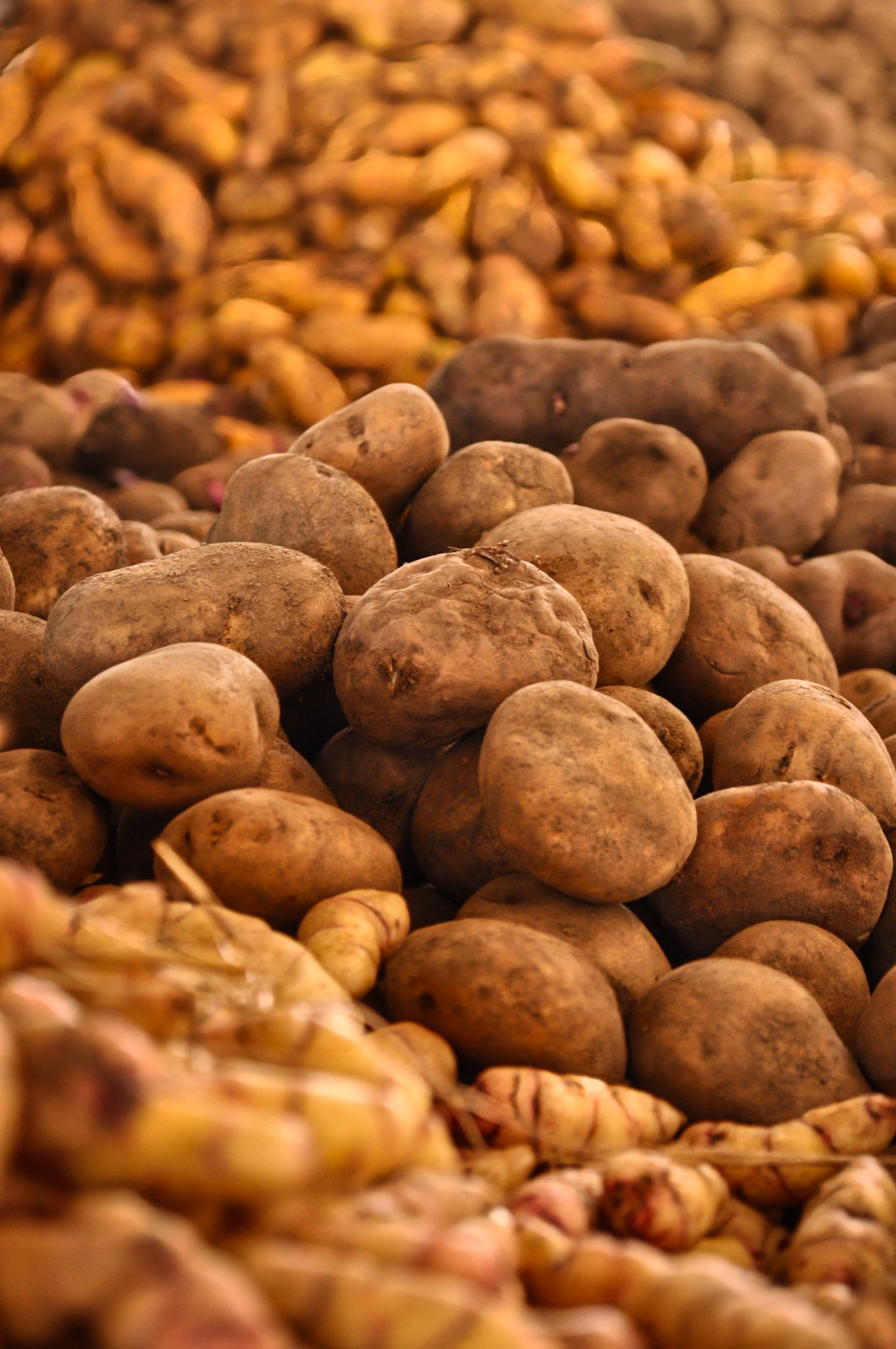 Différentes variétés de pommes de terre sur le marché de San Pedro à Cuzco, Pérou