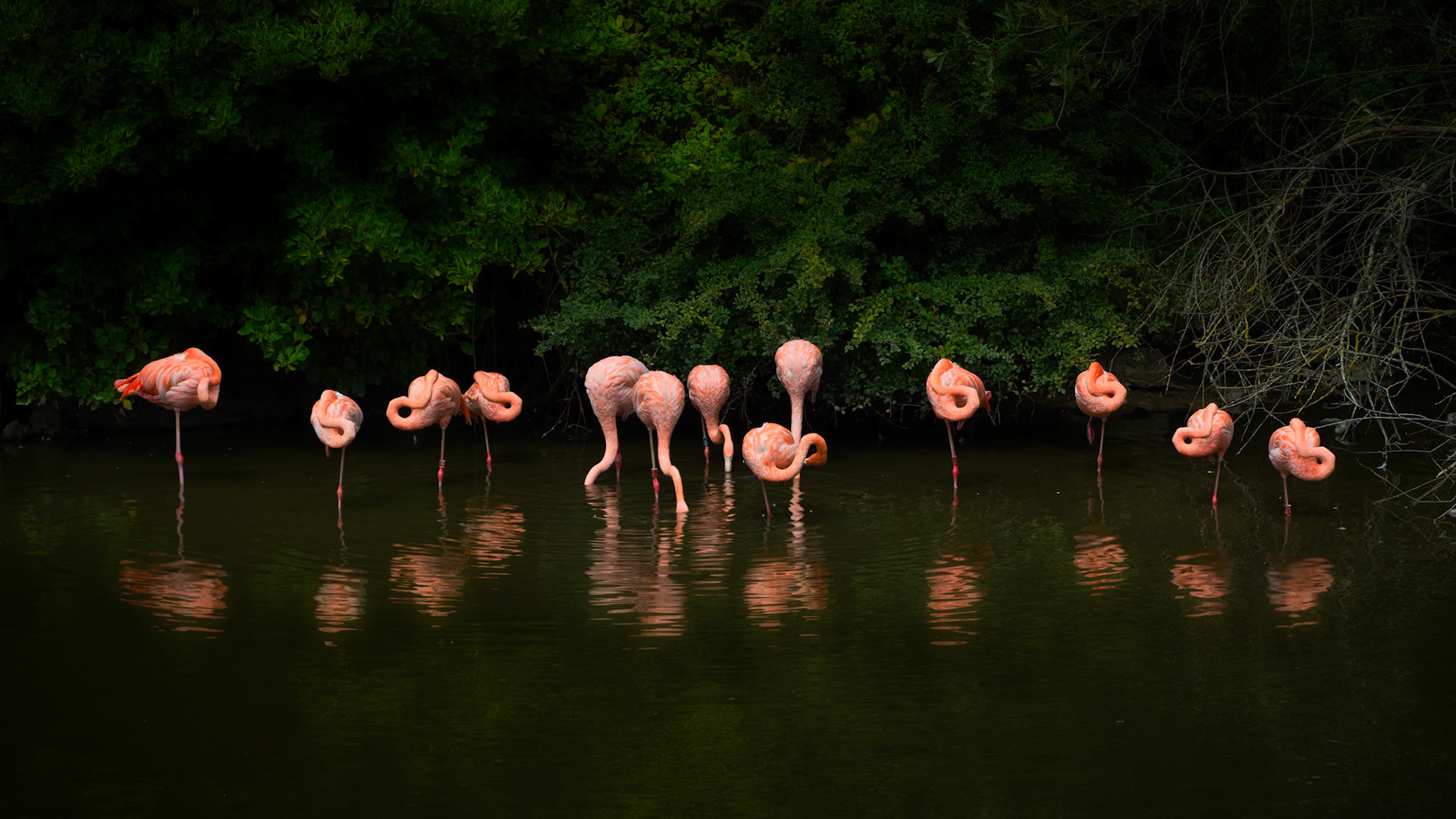 Flamants roses (Phoenicopterus roseus)