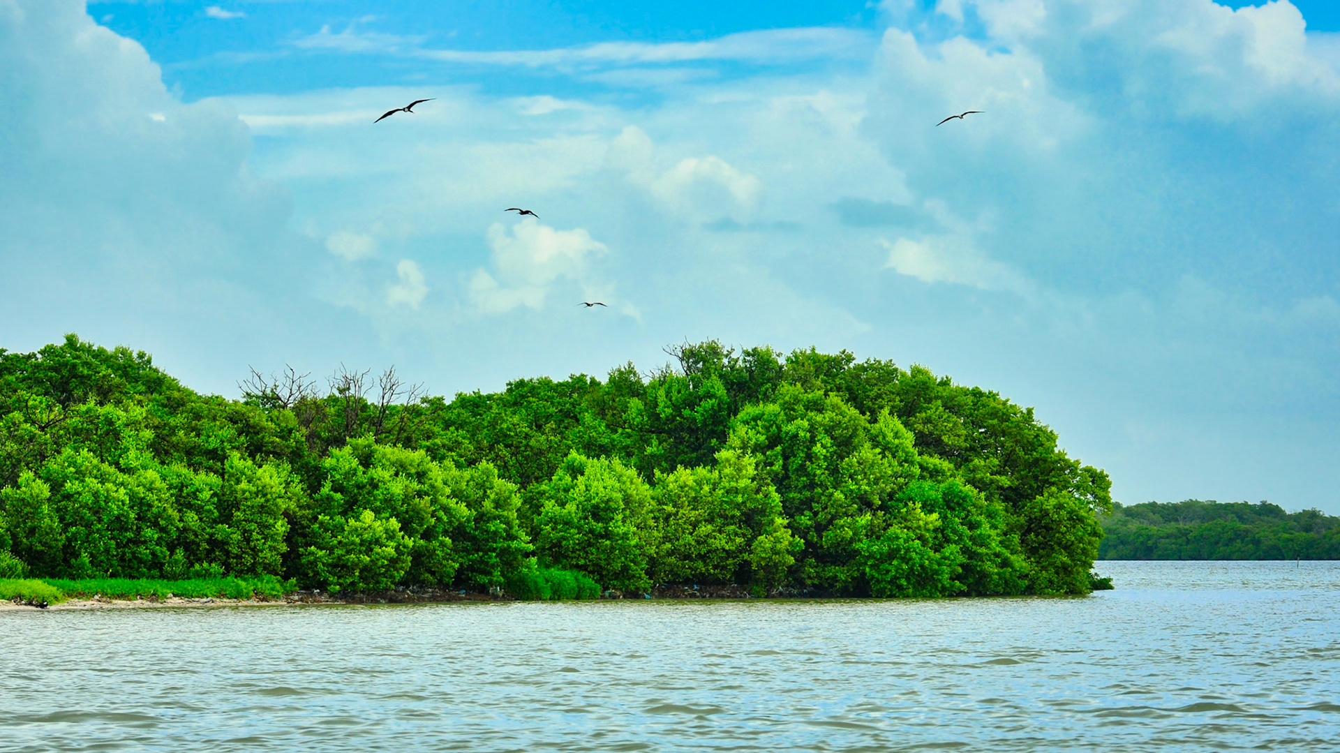 Réserve de la Biosphère de Ría Celestún, Yucatán, Mexique