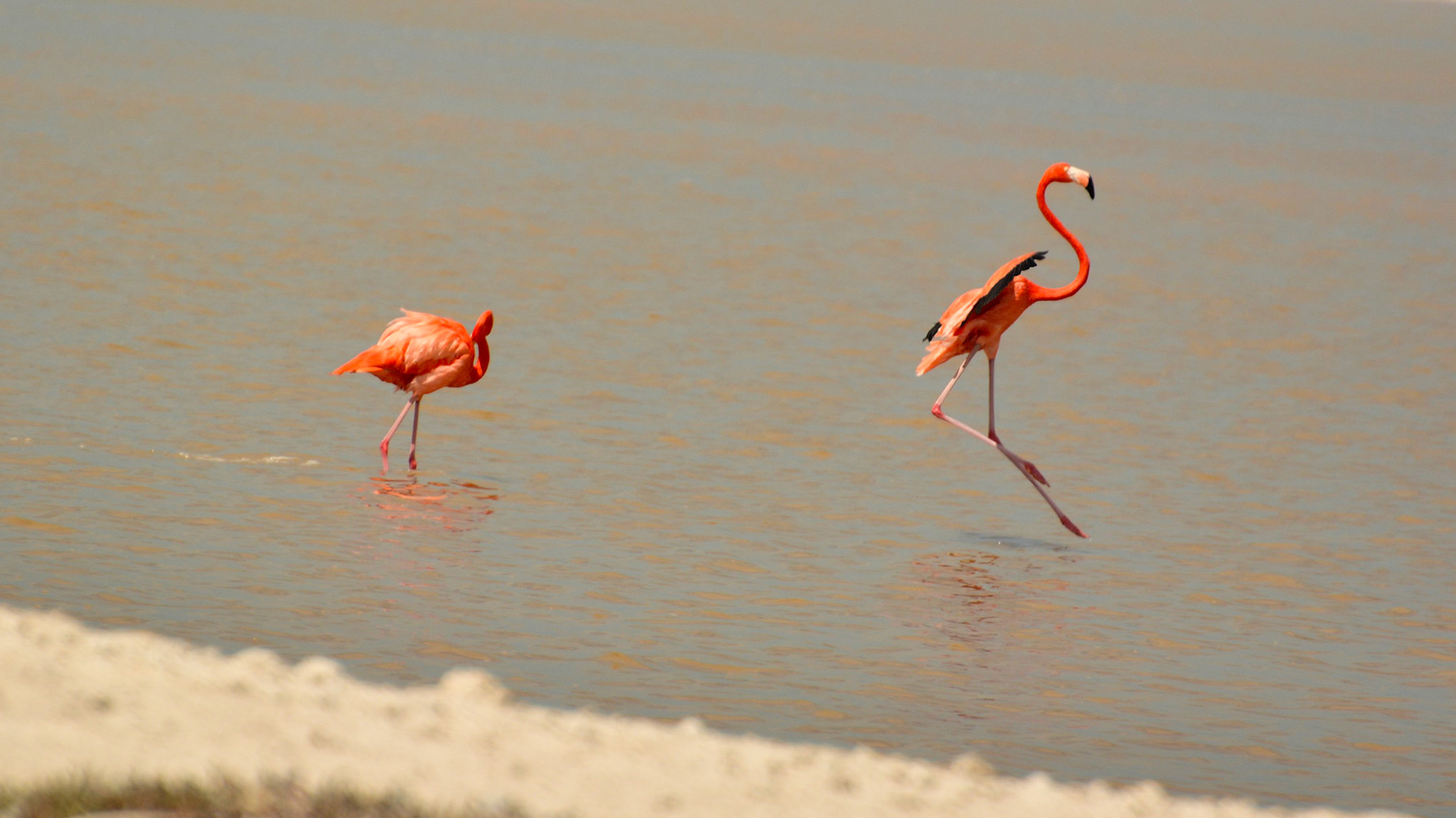 Flamants des Caraïbes (Phoenicopterus ruber) dans les salines de Las Coloradas, de la Réserve de la Biosphère de Ría Lagartos, Yucatán, Mexique