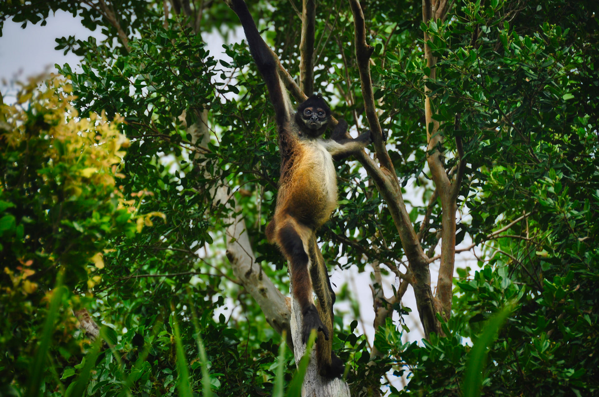 Singe araigné (Ateles geoffroyi yucatanensis), Péninsule du Yucatán, Mexique