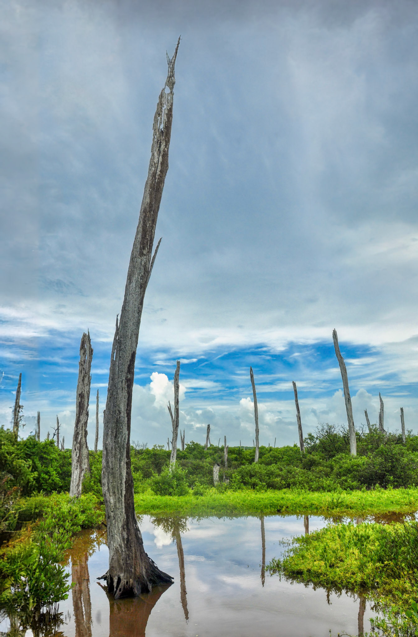 Forêt pétrifiée dans la Réserve de la Biosphère de Ría Celestún, Campeche, Mexique