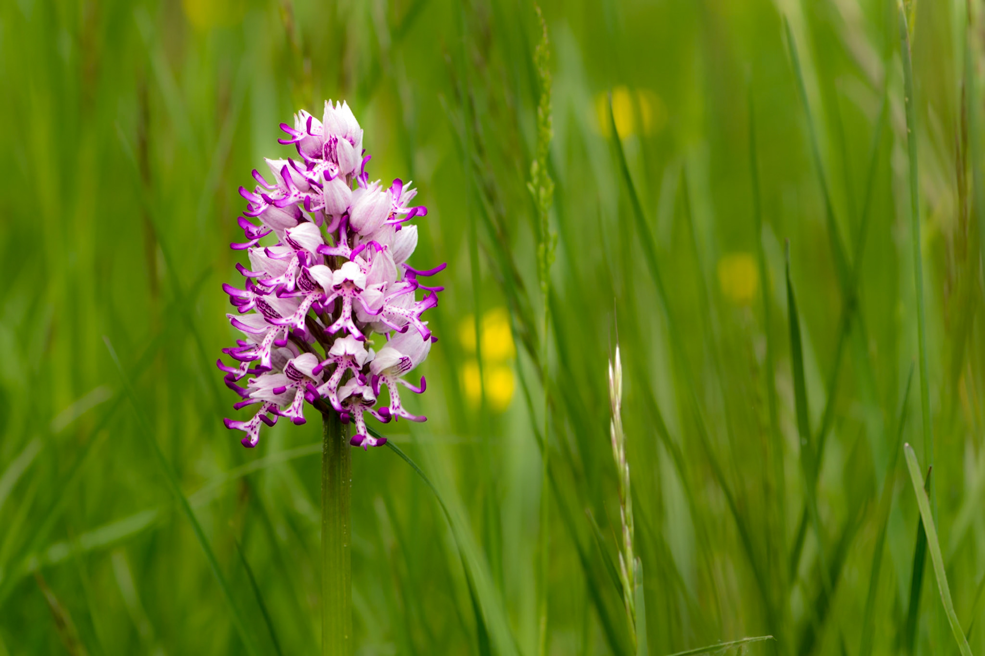 Orchis de Beyrich (Orchis × beyrichii) dans le parc de Miribel-Jonage, Rhône, France