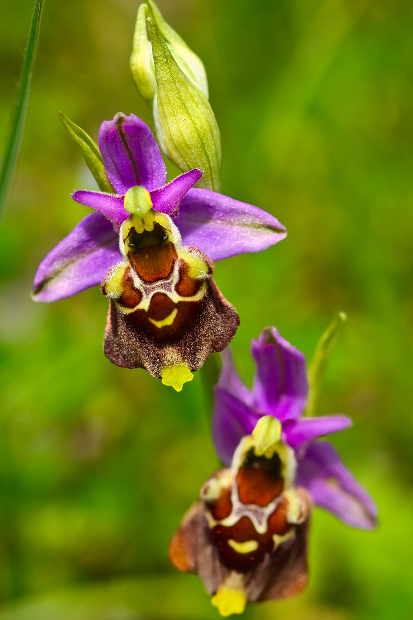 Ophrys bourdon précoce (Ophrys fuciflora ssp. fuciflora) sur les pelouses sèches du parc de Miribel-Jonage près de Lyon, Rhône, France