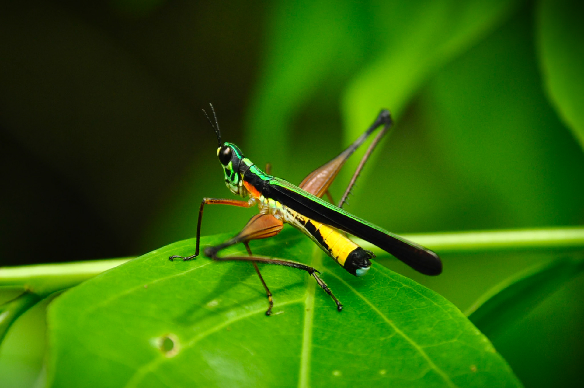 Criquet (Paramastax nigra), San Martín, Pérou