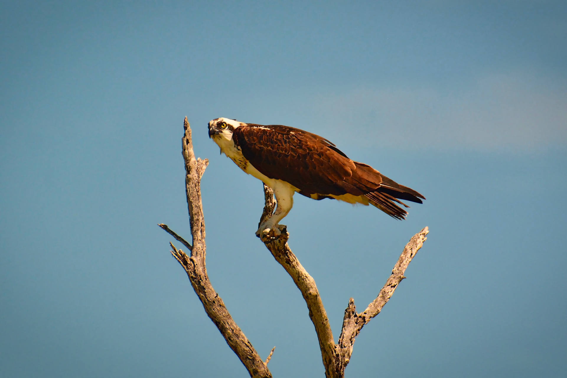 Balbuzard pêcheur (Pandion haliaetus) dans la Réserve de la Biosphère de Ría Lagartos, Yucatán, Mexique