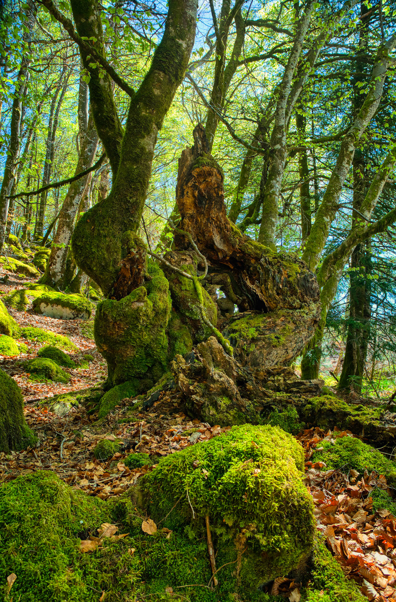 Vielle forêt du Conservatoire des espaces naturelles d’Auvergne, France © Jonathan Guyot