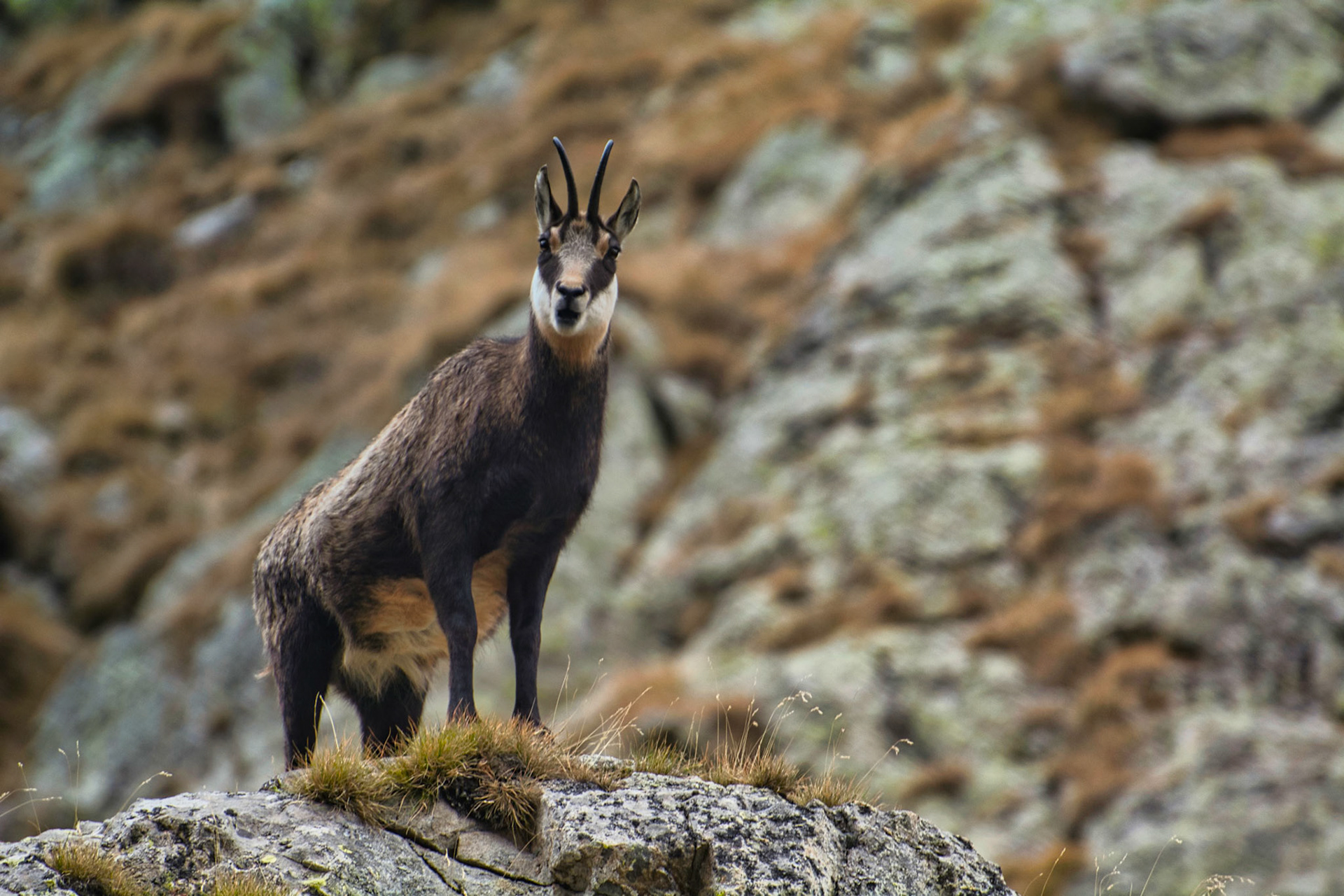Chamois (Rupicapra rupicapra) dans le Parc National du Mercantour, Alpes-Maritimes, France