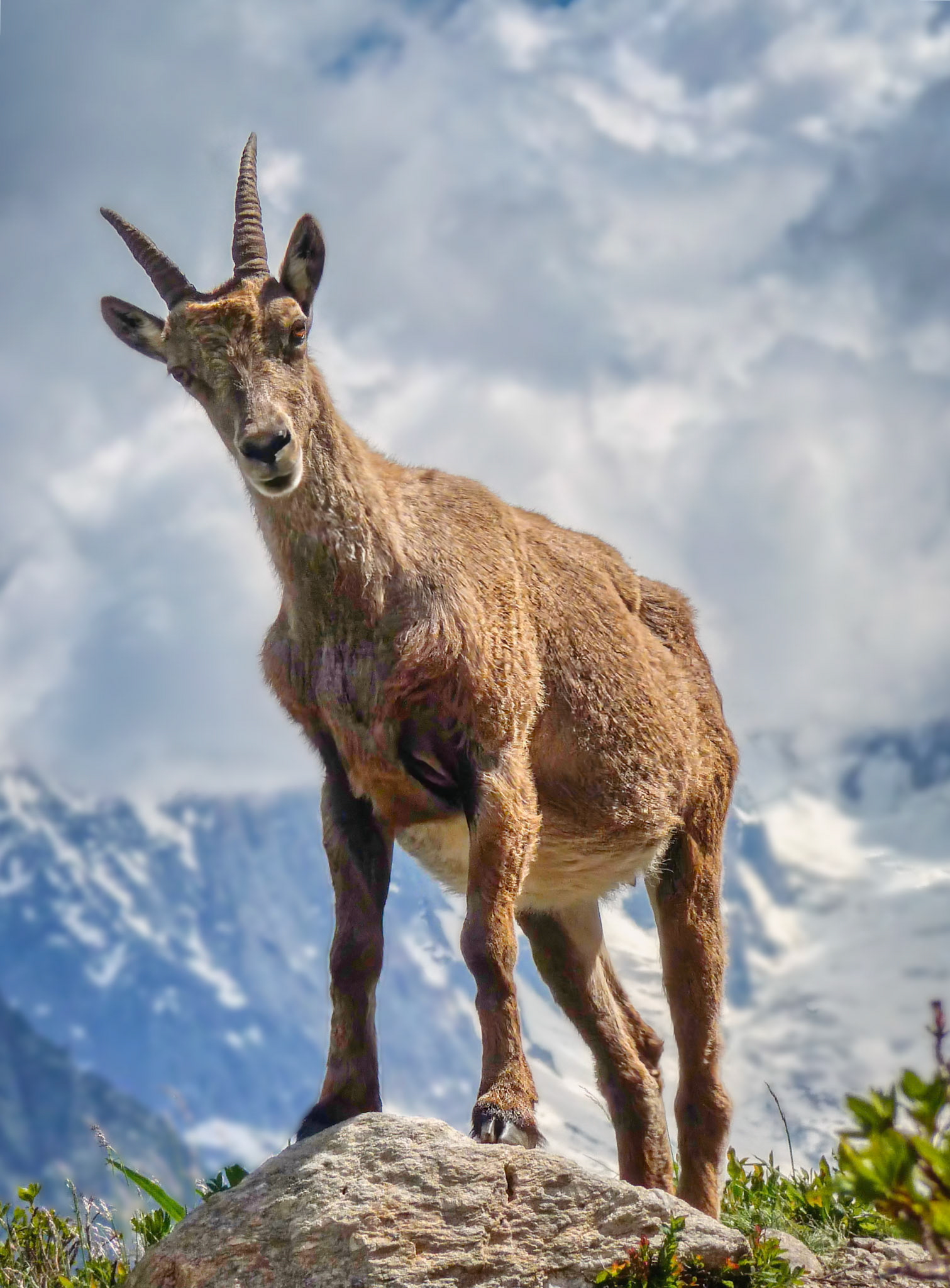 Bouquetin des Alpes (Capra ibex) dans la vallée de Chamonix, Haute-Savoie, France