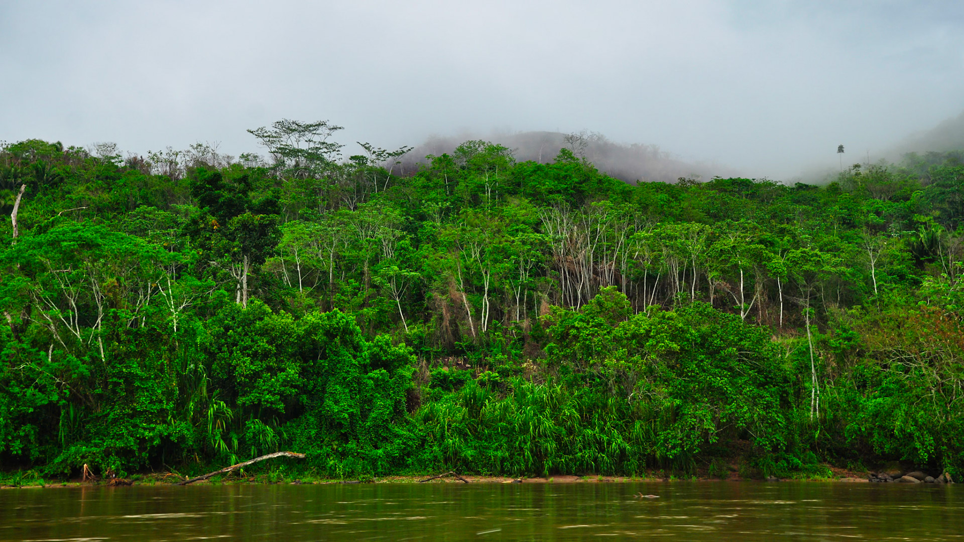 Forêt tropicale le long de la rivière du Huyabamba, San Martin, Pérou