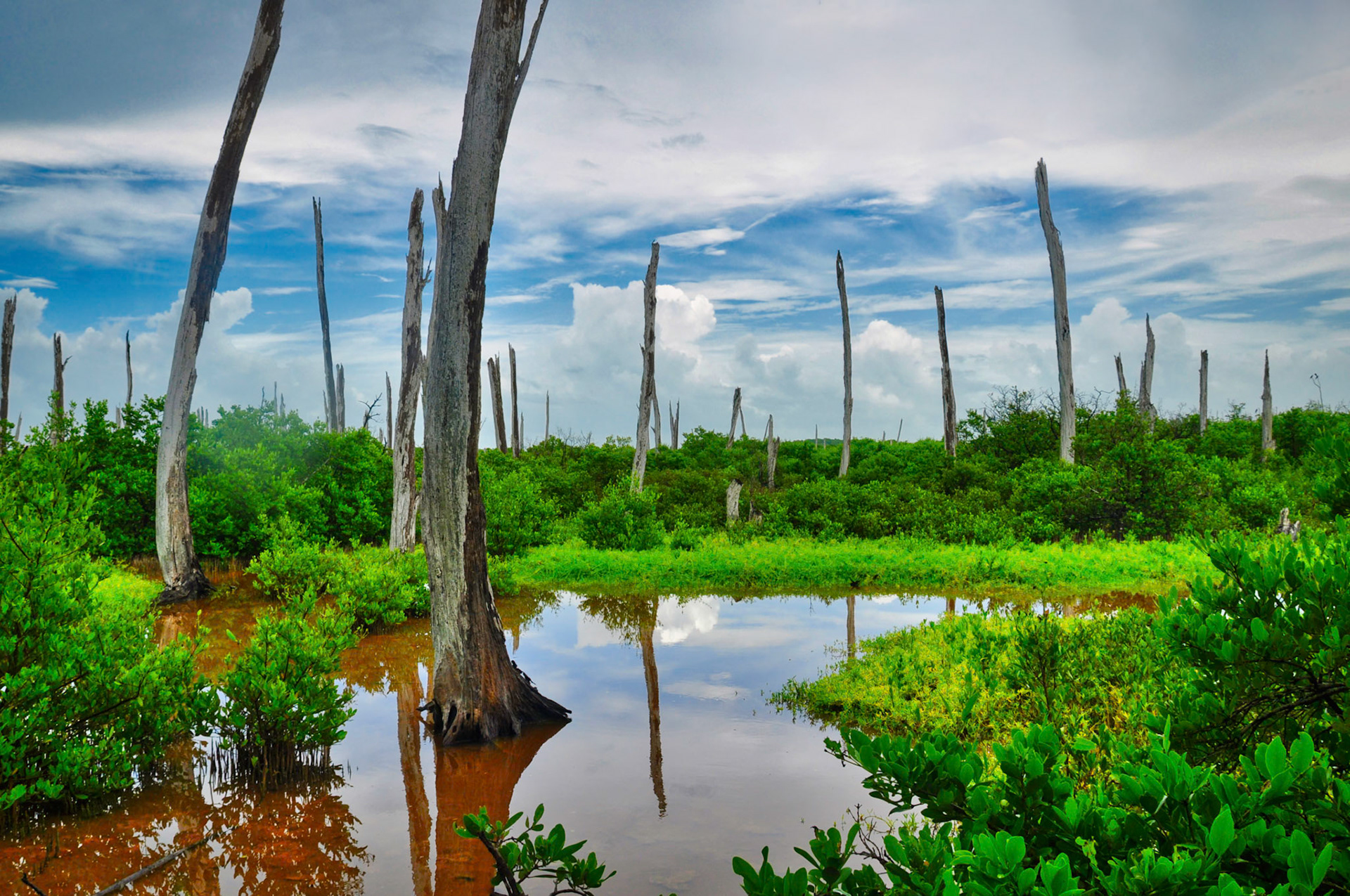 Forêt pétrifiée dans la Réserve de la Biosphère de Ría Celestún, Campeche, Mexique