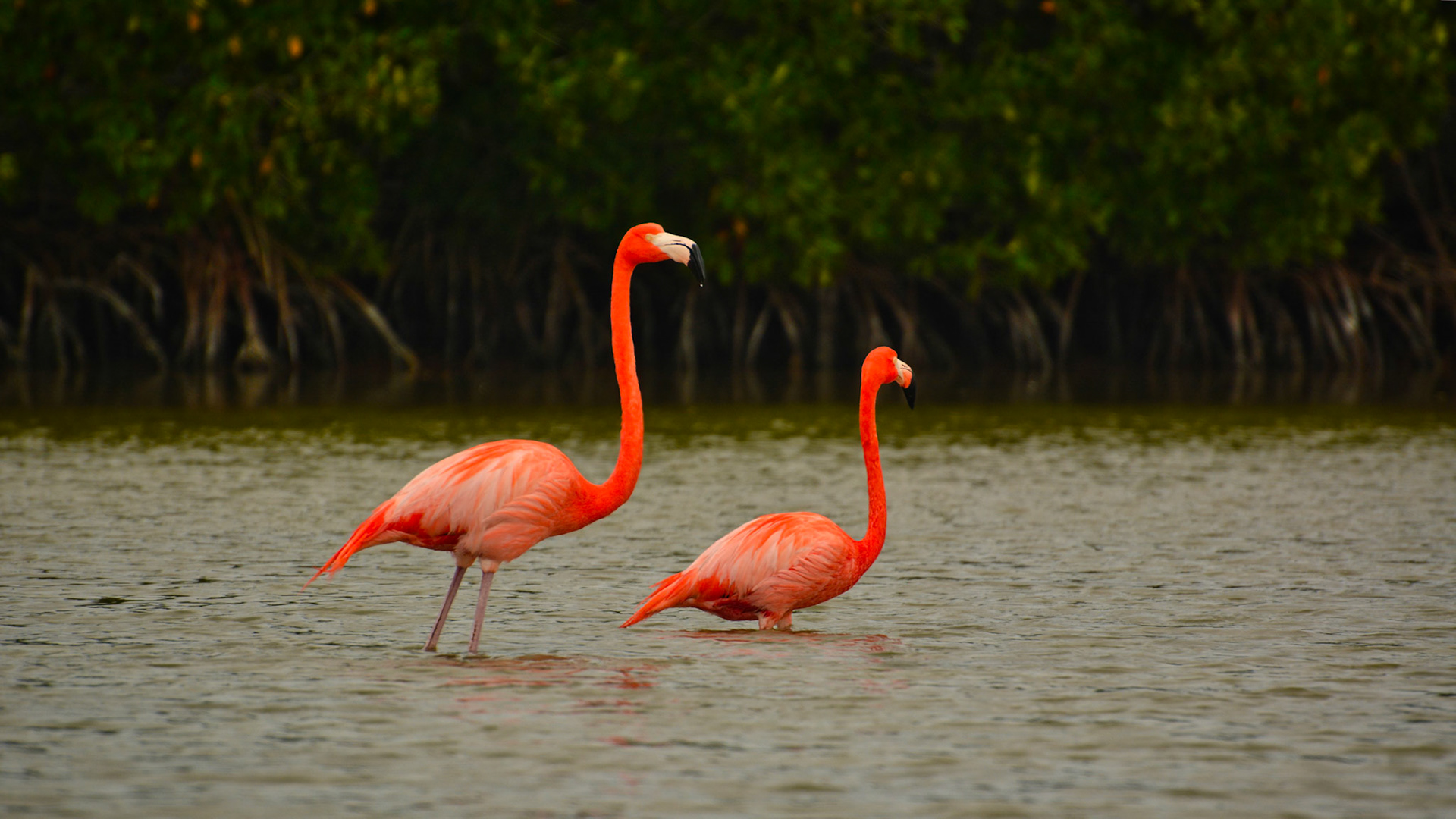 Flamants des Caraïbes (Phoenicopterus ruber) dans la Réserve de la Biosphère de Ría Lagartos, Yucatán, Mexique