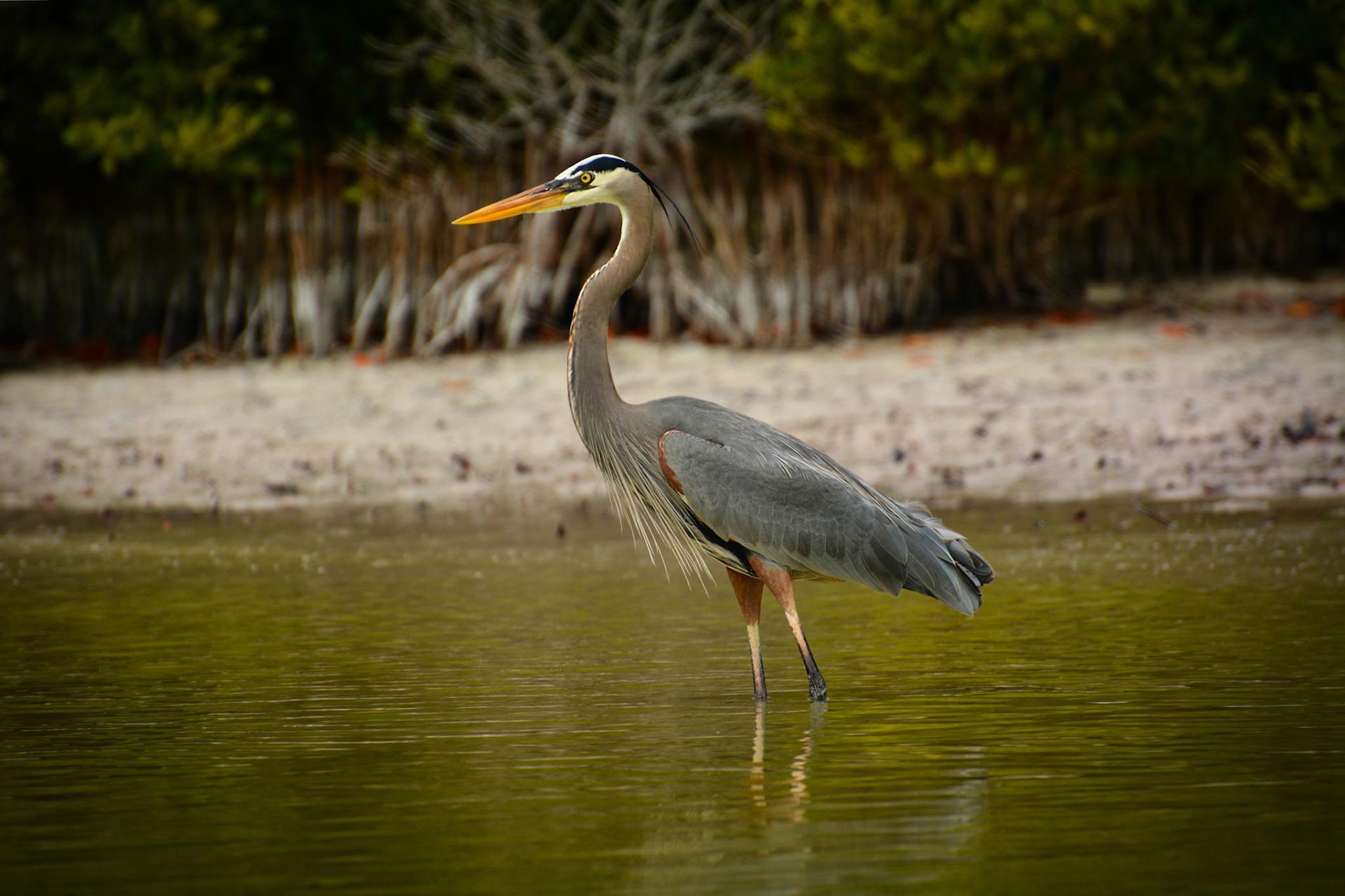 Grand Héron (Ardea herodias) dans la Réserve de la Biosphère de Ría Lagartos, Yucatán, Mexique