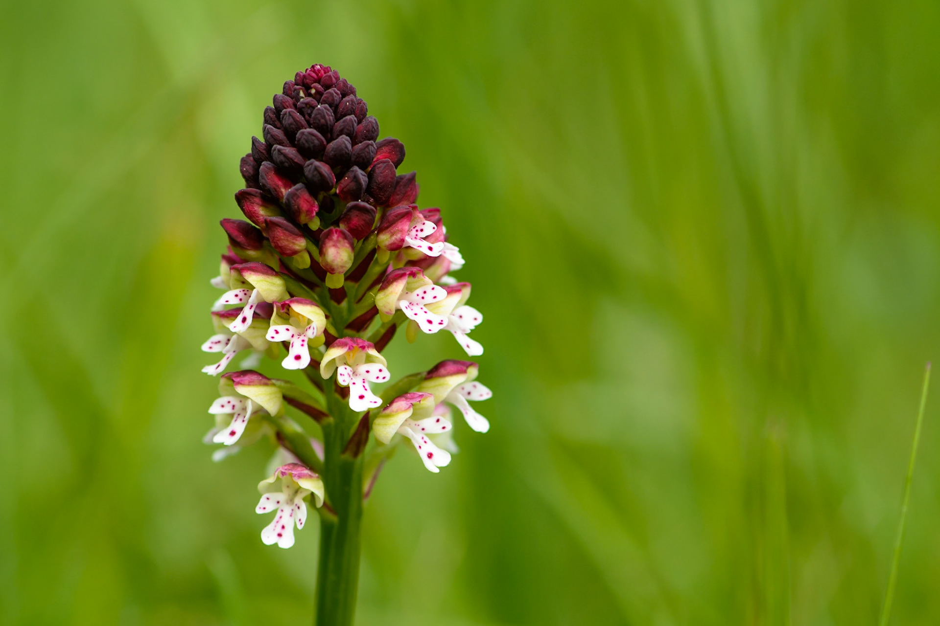 Orchis brûlé (Neotinea ustulata) sur les pelouses sèches du parc de Miribel-Jonage près de Lyon, Rhône, France