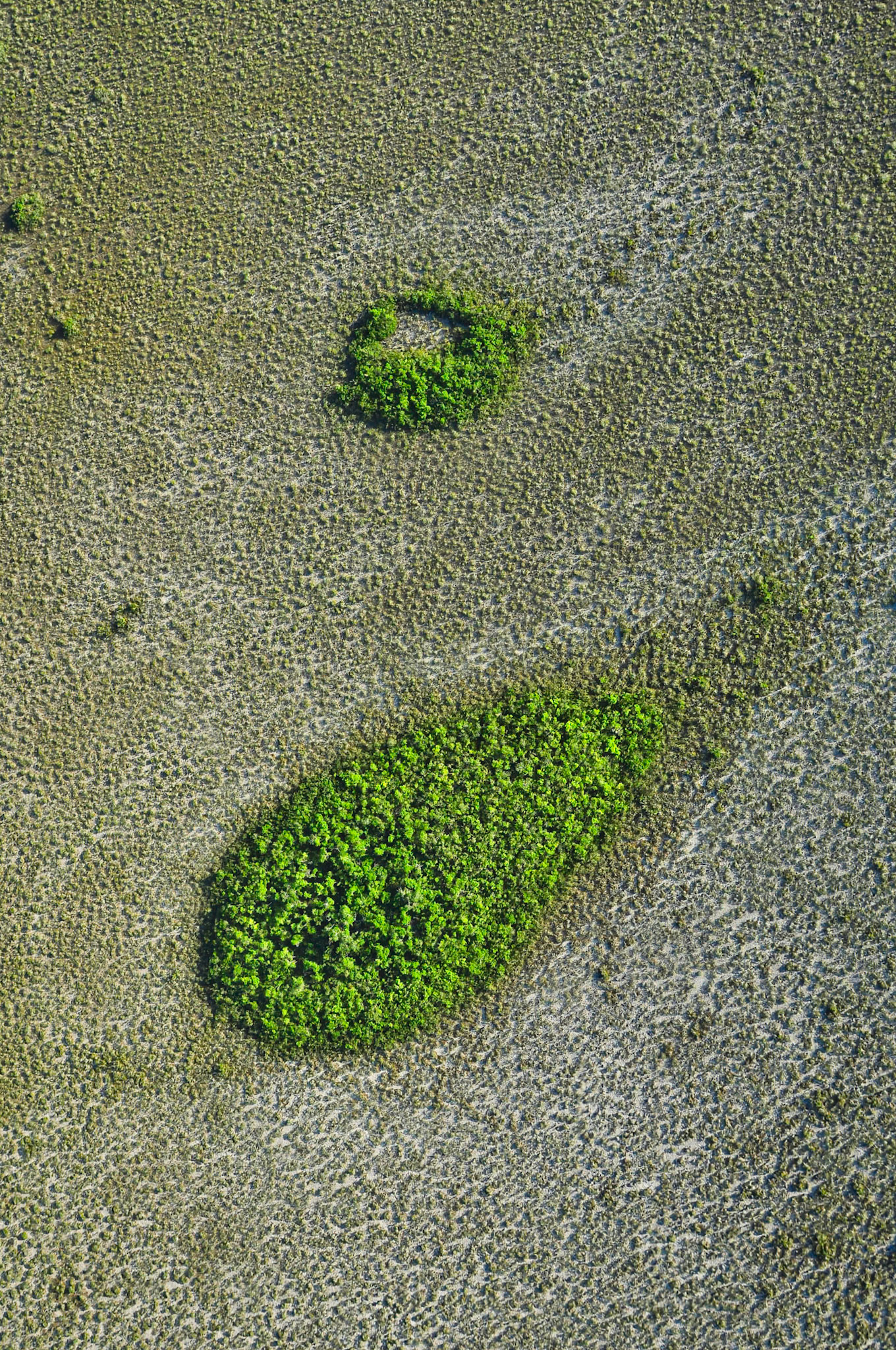 Île de végétation arborée au milieu d'une savane inondable dans Réserve de la Biosphère de Sian Ka'an, Quintana Roo, Mexique