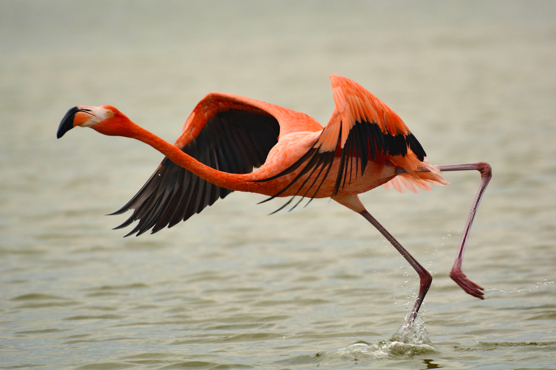 Flamant des Caraïbes (Phoenicopterus ruber) dans la Réserve de la Biosphère de Ría Lagartos, Yucatán, Mexique