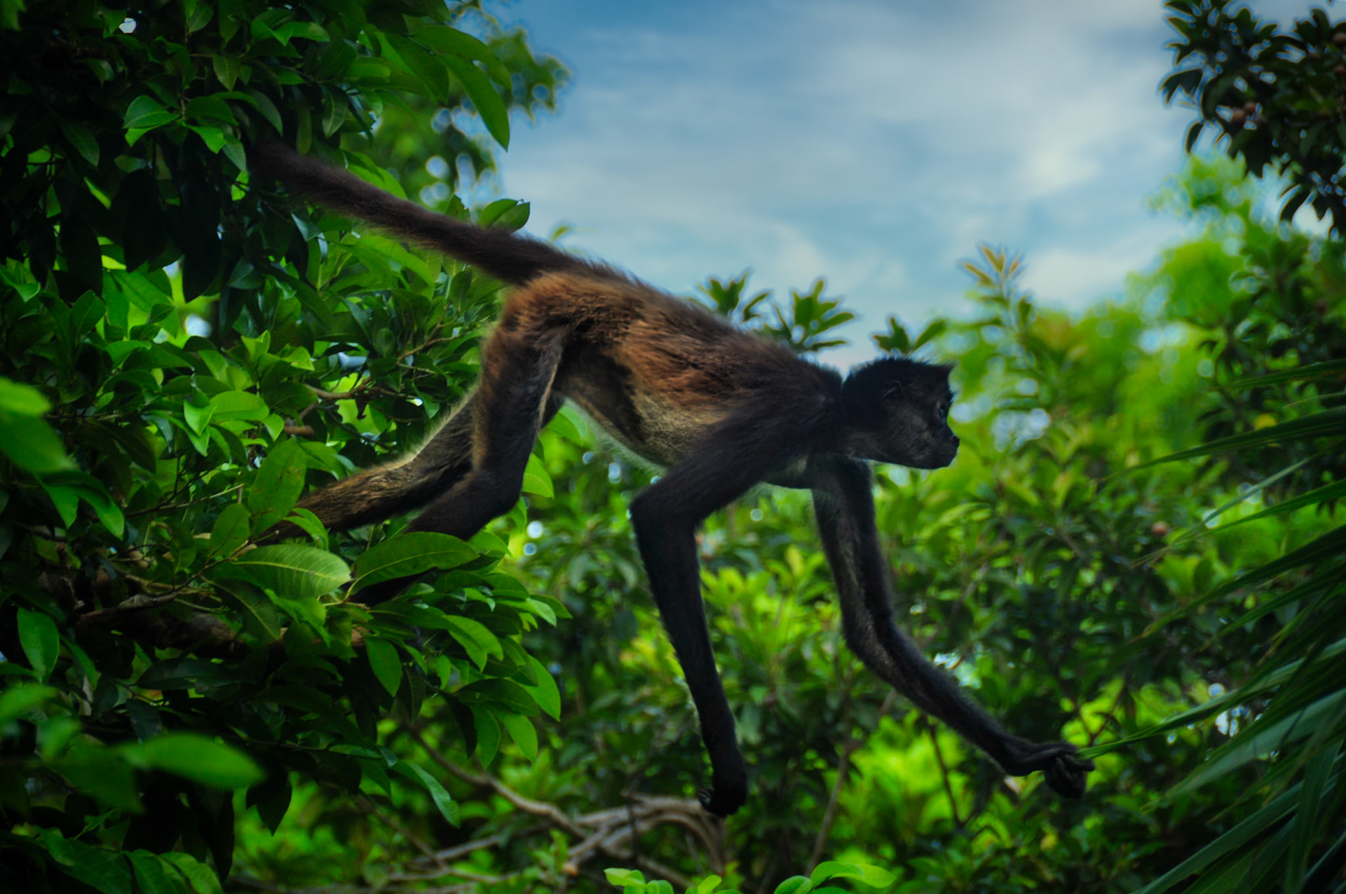 Singe araigné (Ateles geoffroyi yucatanensis), Péninsule du Yucatán, Mexique