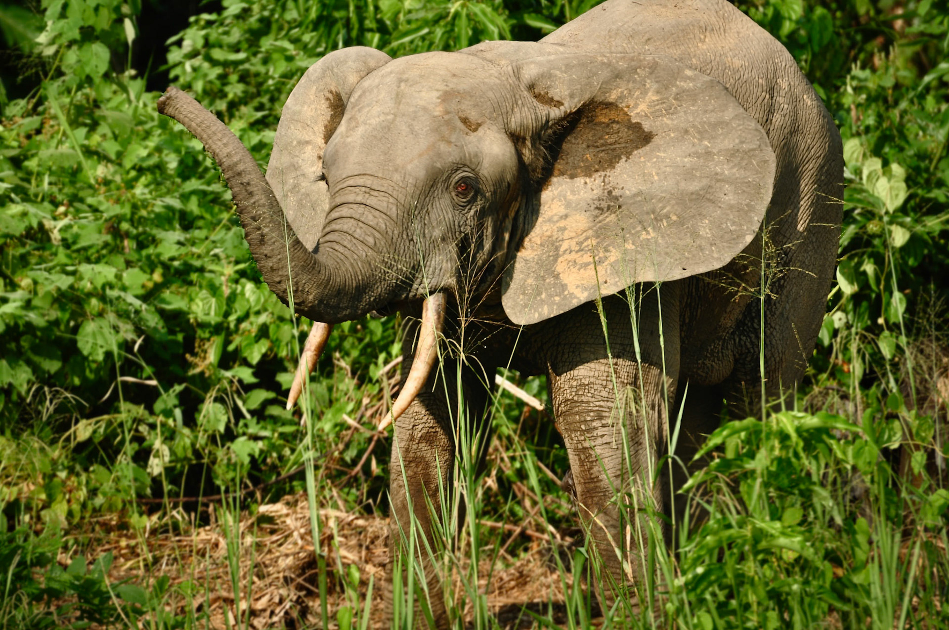 Éléphant de forêt (Loxodonta cyclotis) au Gabon