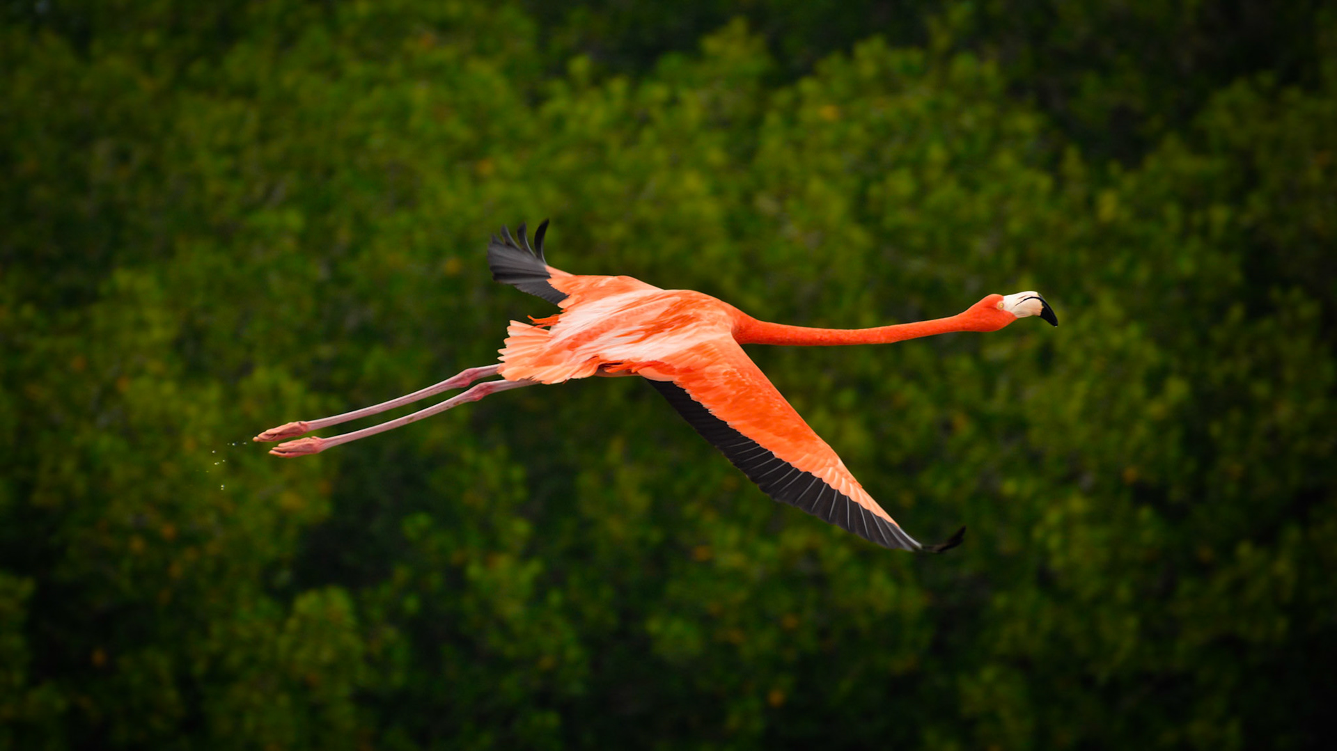 Flamant des Caraïbes (Phoenicopterus ruber) dans la Réserve de la Biosphère de Ría Lagartos, Yucatán, Mexique
