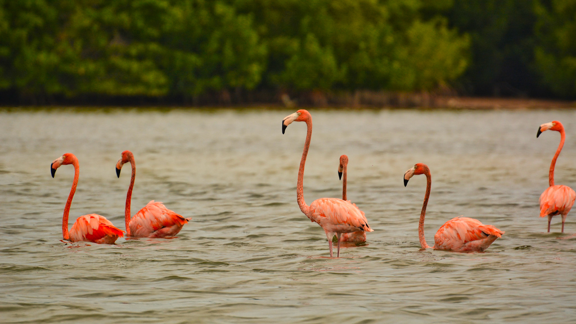 Flamants des Caraïbes (Phoenicopterus ruber) dans la Réserve de la Biosphère de Ría Lagartos, Yucatán, Mexique