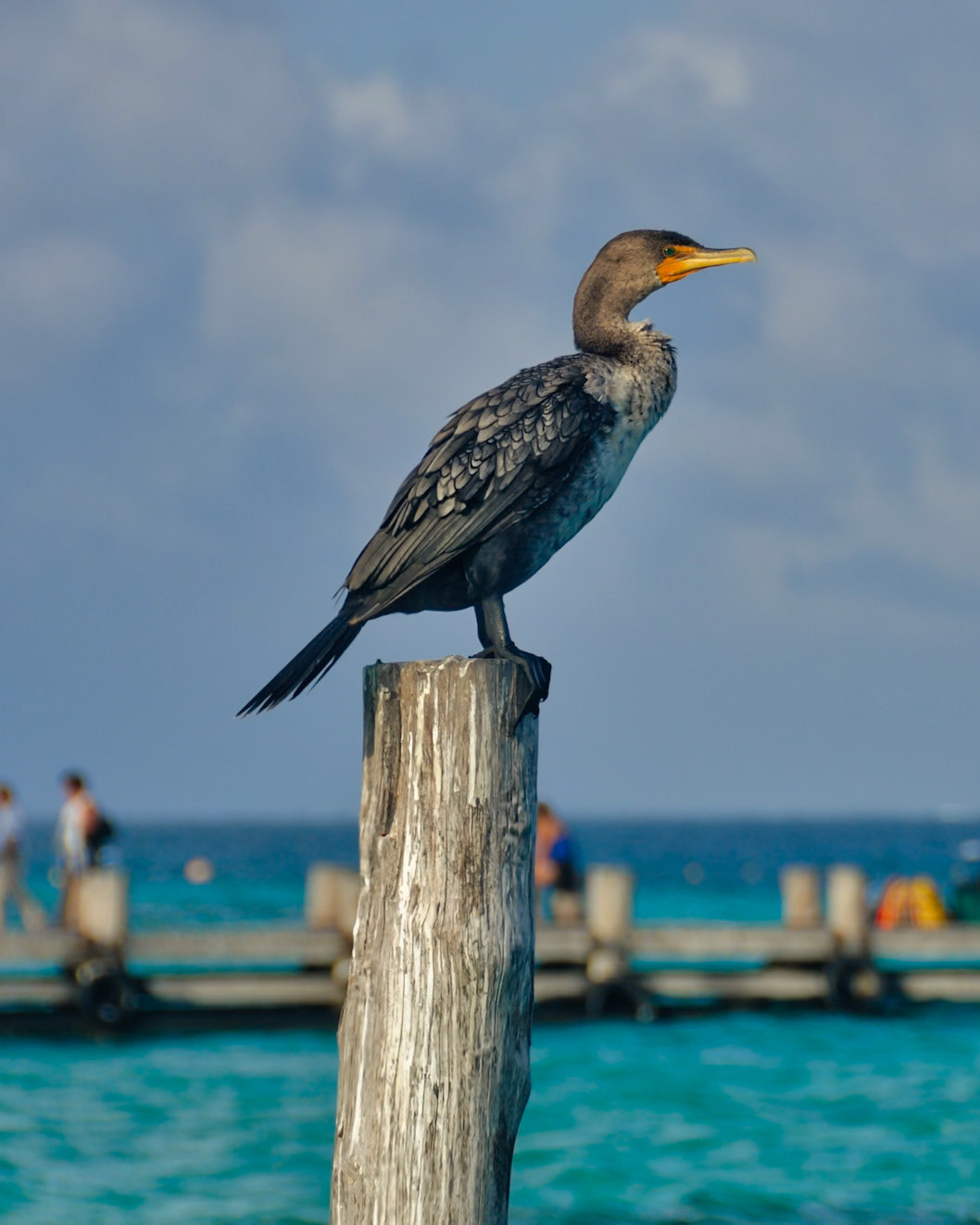 Cormoran à Aigrettes (Nannopterum auritum), Puerto Morelos, Quintana Roo, Mexique